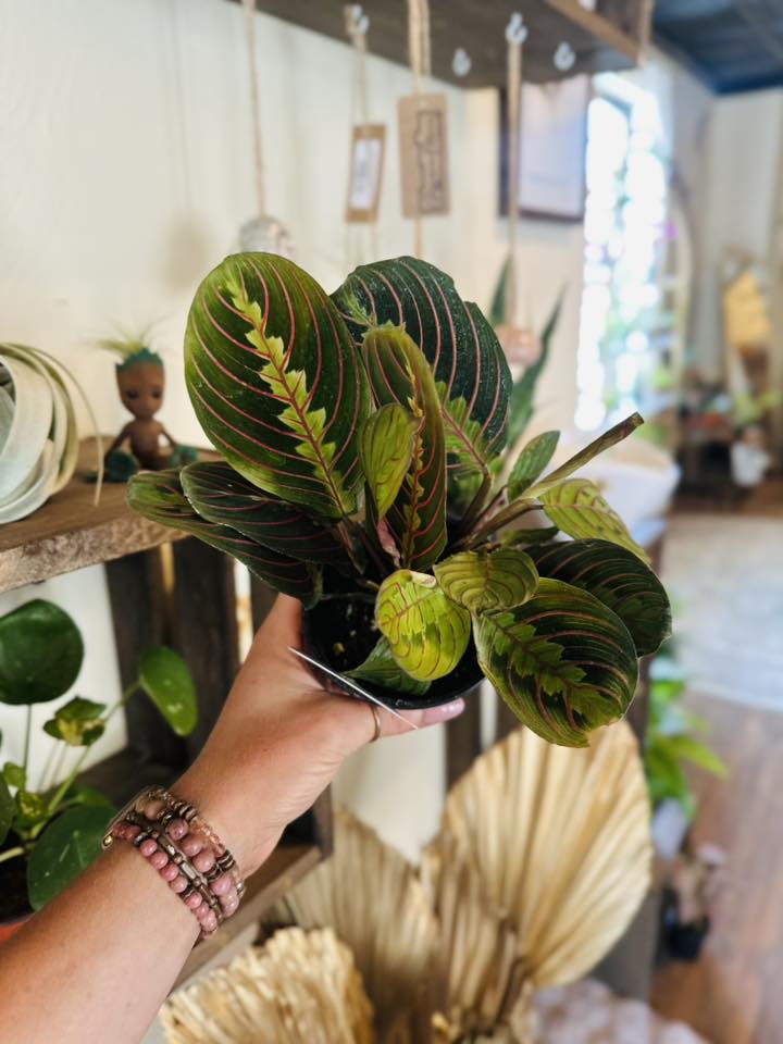 4" Maranta Red