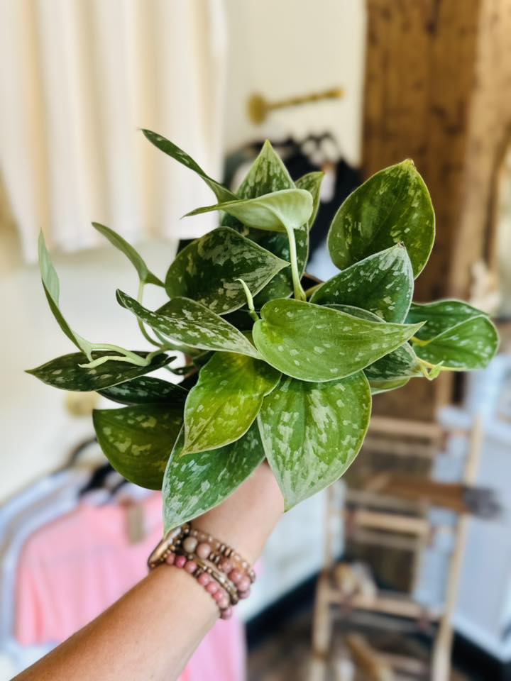 4" Scindapsus Pictus