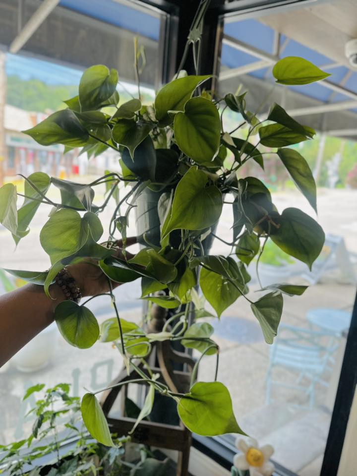 8" Philodendron Heartleaf Basket