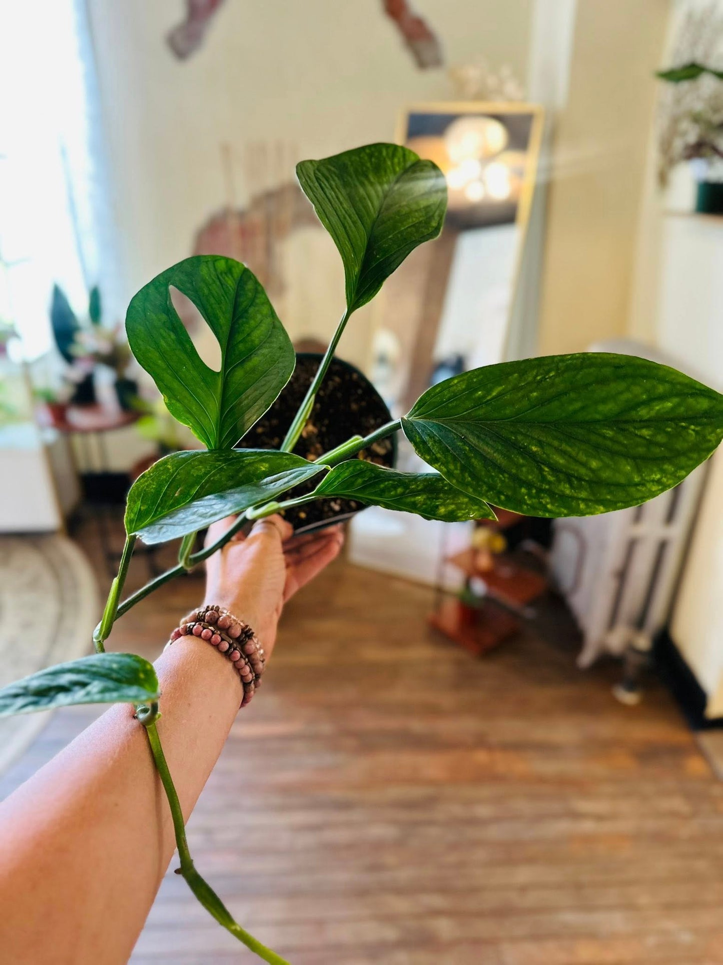 6" Monstera Pinnatipartita