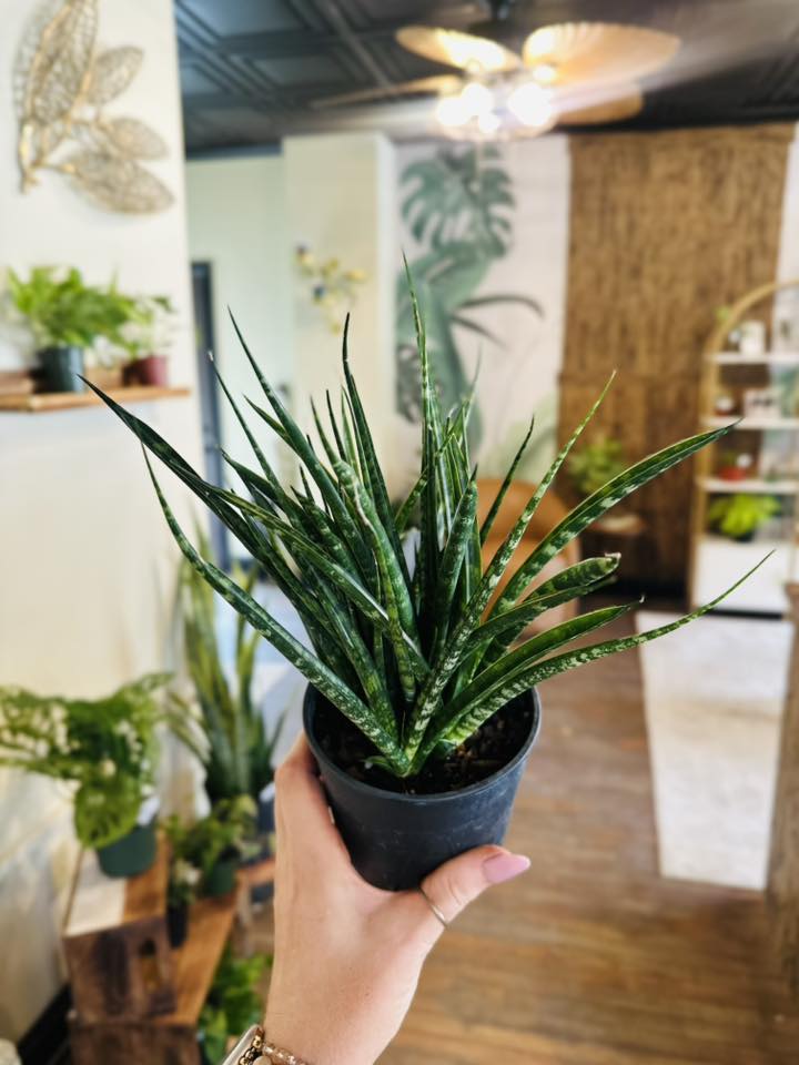 5" Fernwood Snake Plant