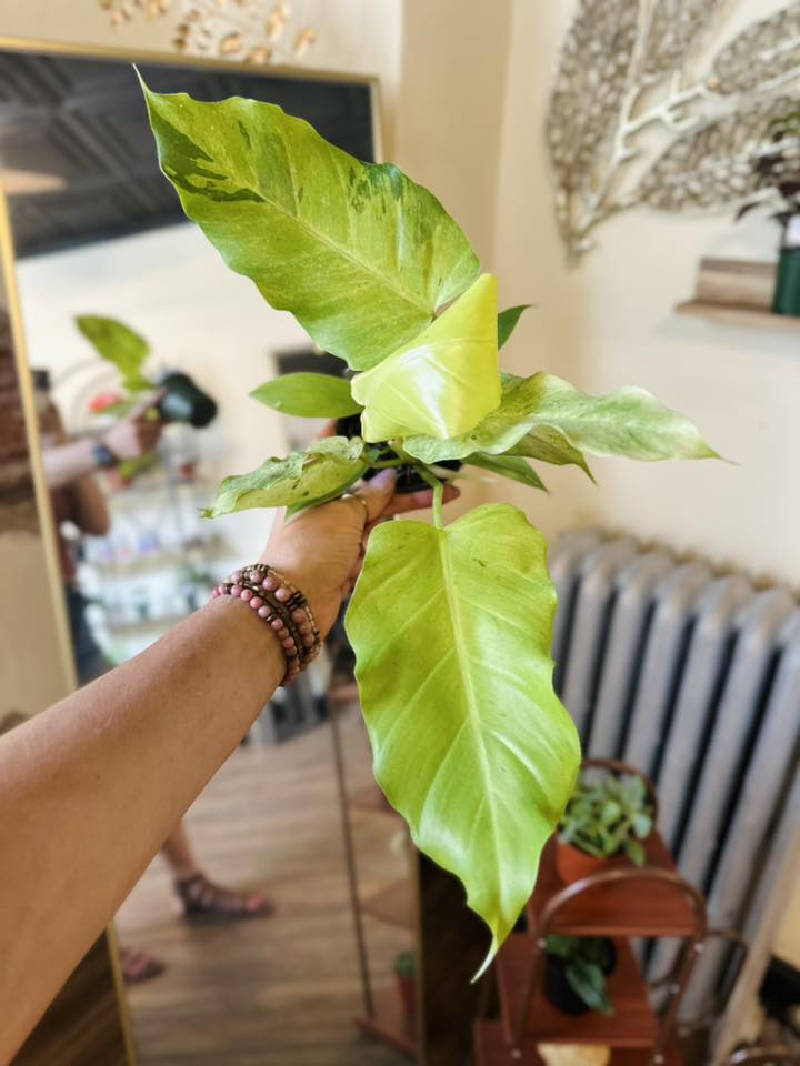 4" Philodendron Snowdrift