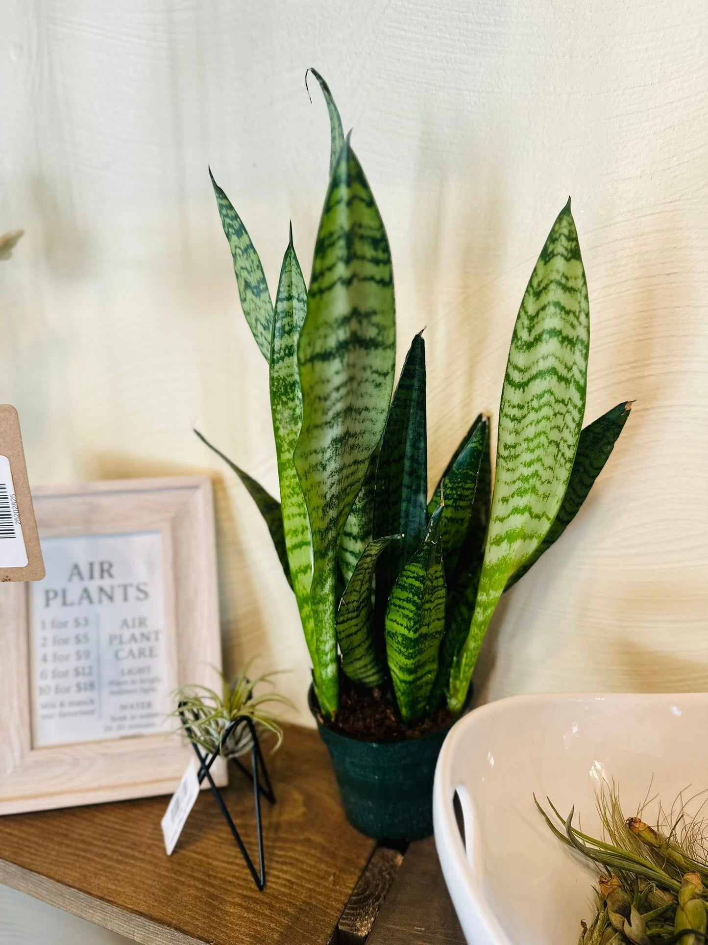 4" Zeylanica Snake Plant