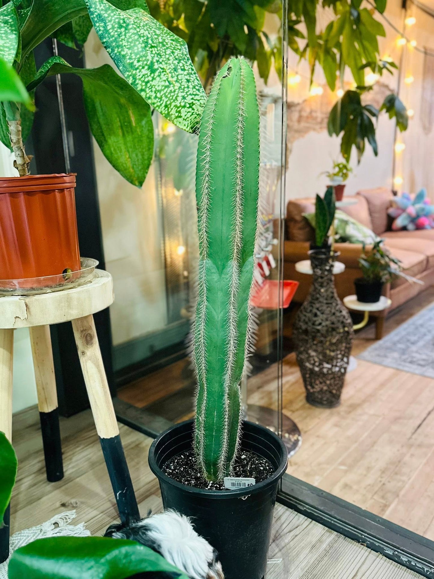 12" Stenocereus Dumortieri