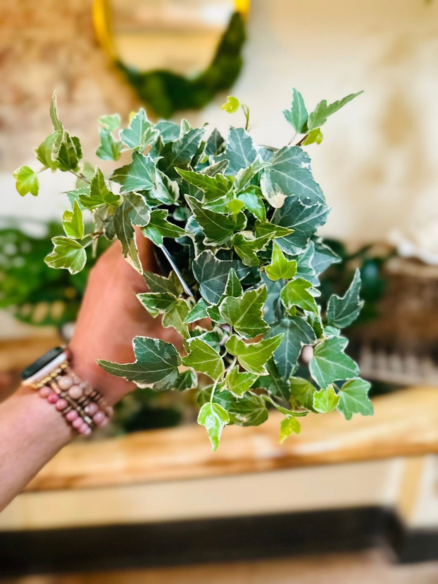 4" English Ivy Variegated