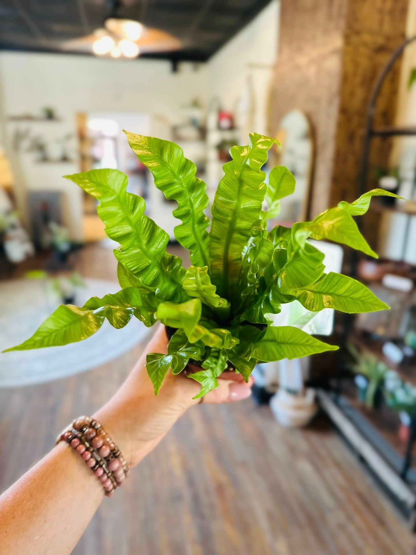4" Crispy Wave Fern