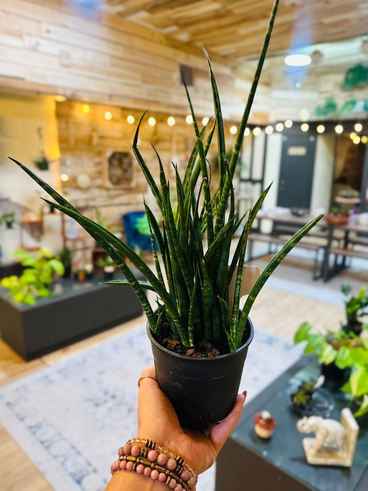 5" Fernwood Snake Plant
