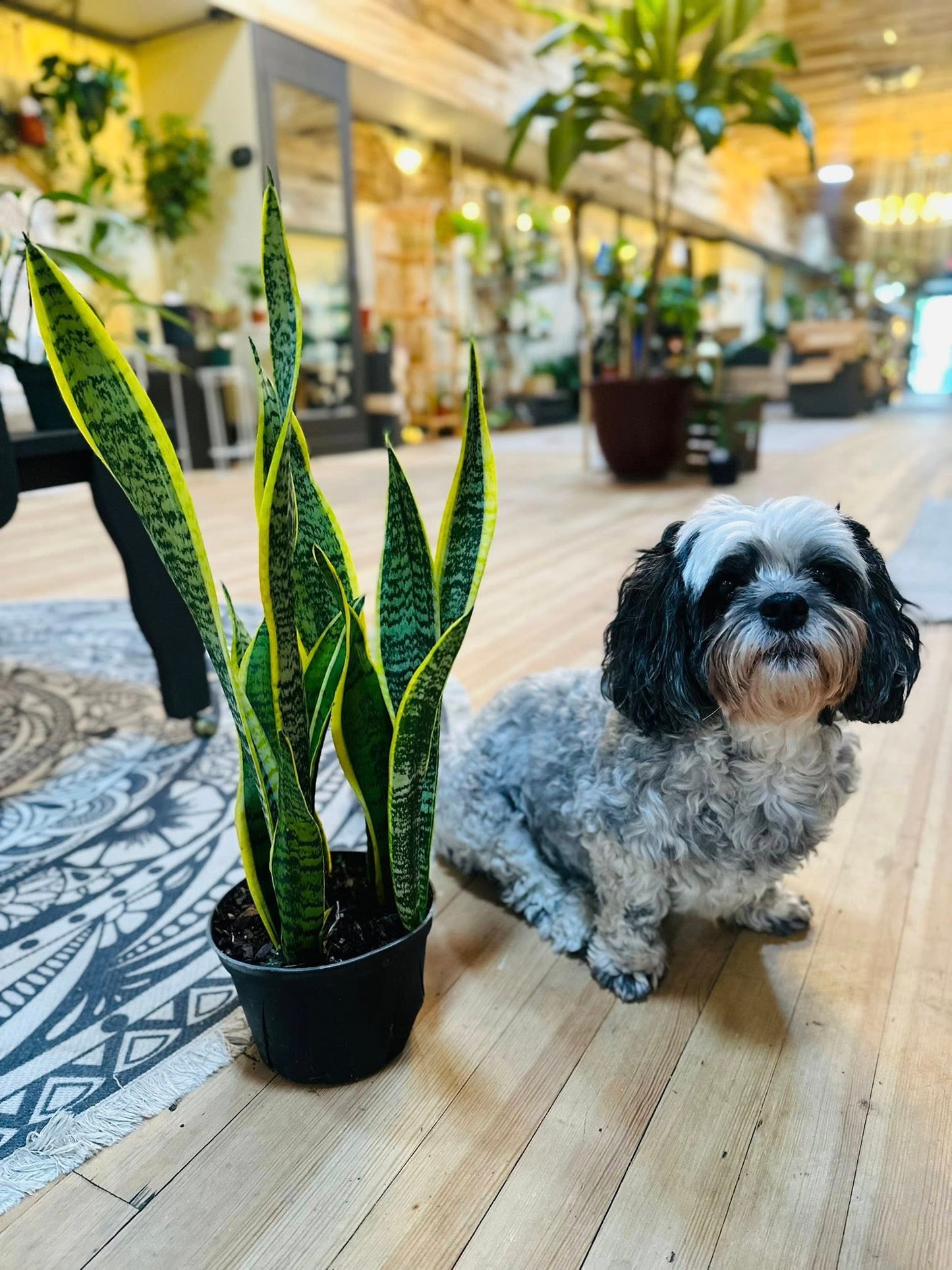 6" Laurentii Snake Plant