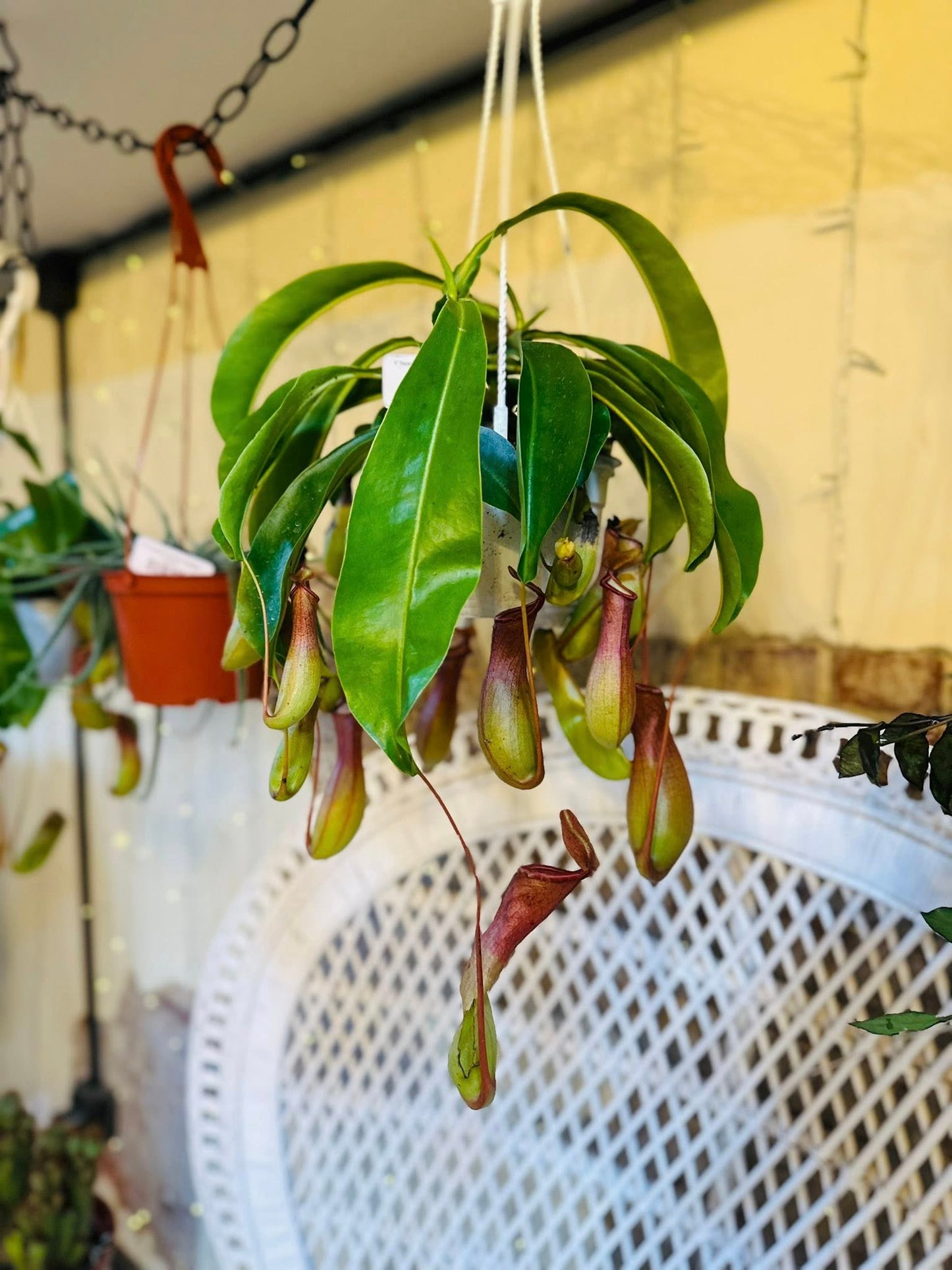 6" Nepenthes Pitcher Plant Basket