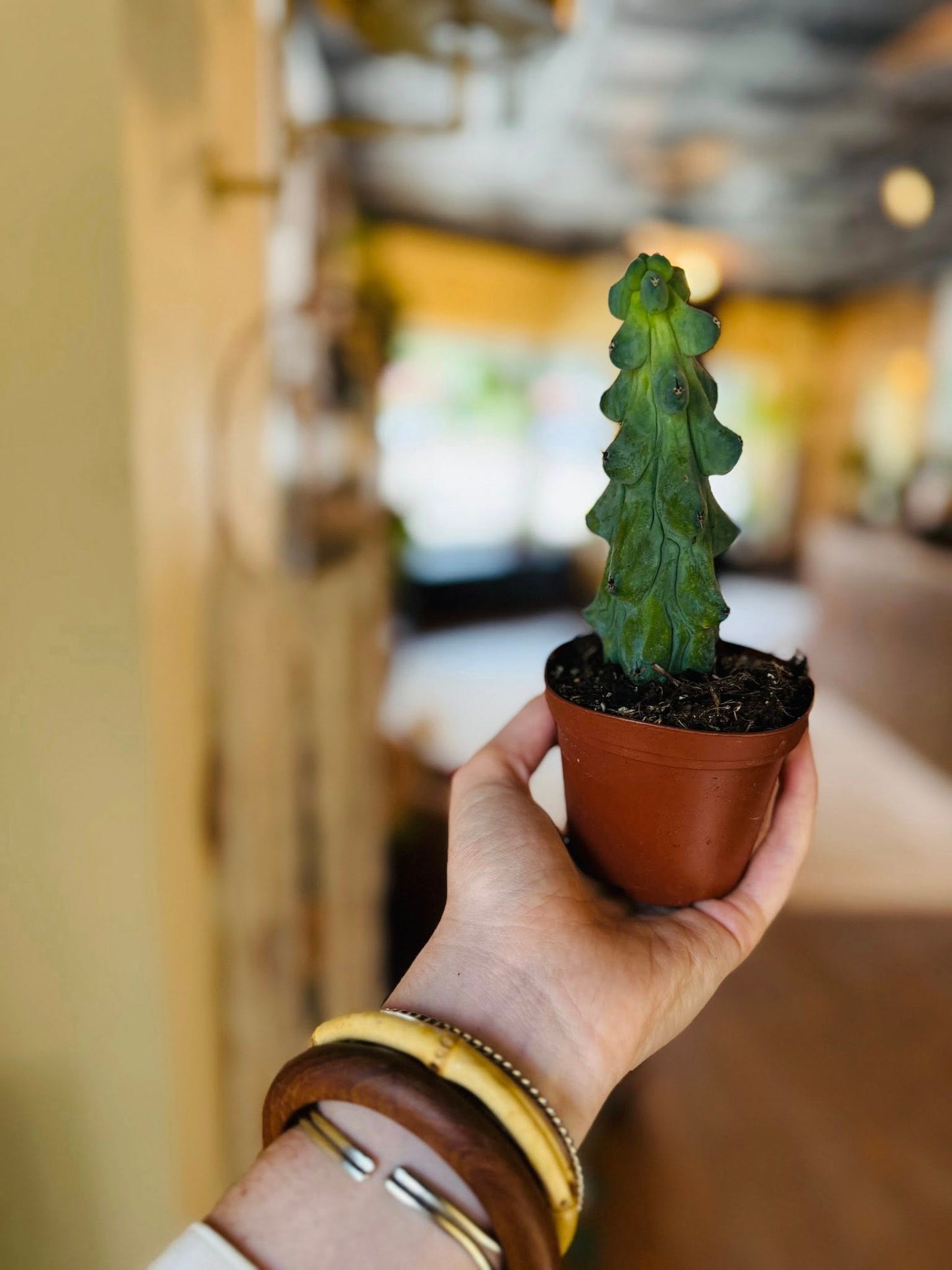 3" Mini Boobie Cactus