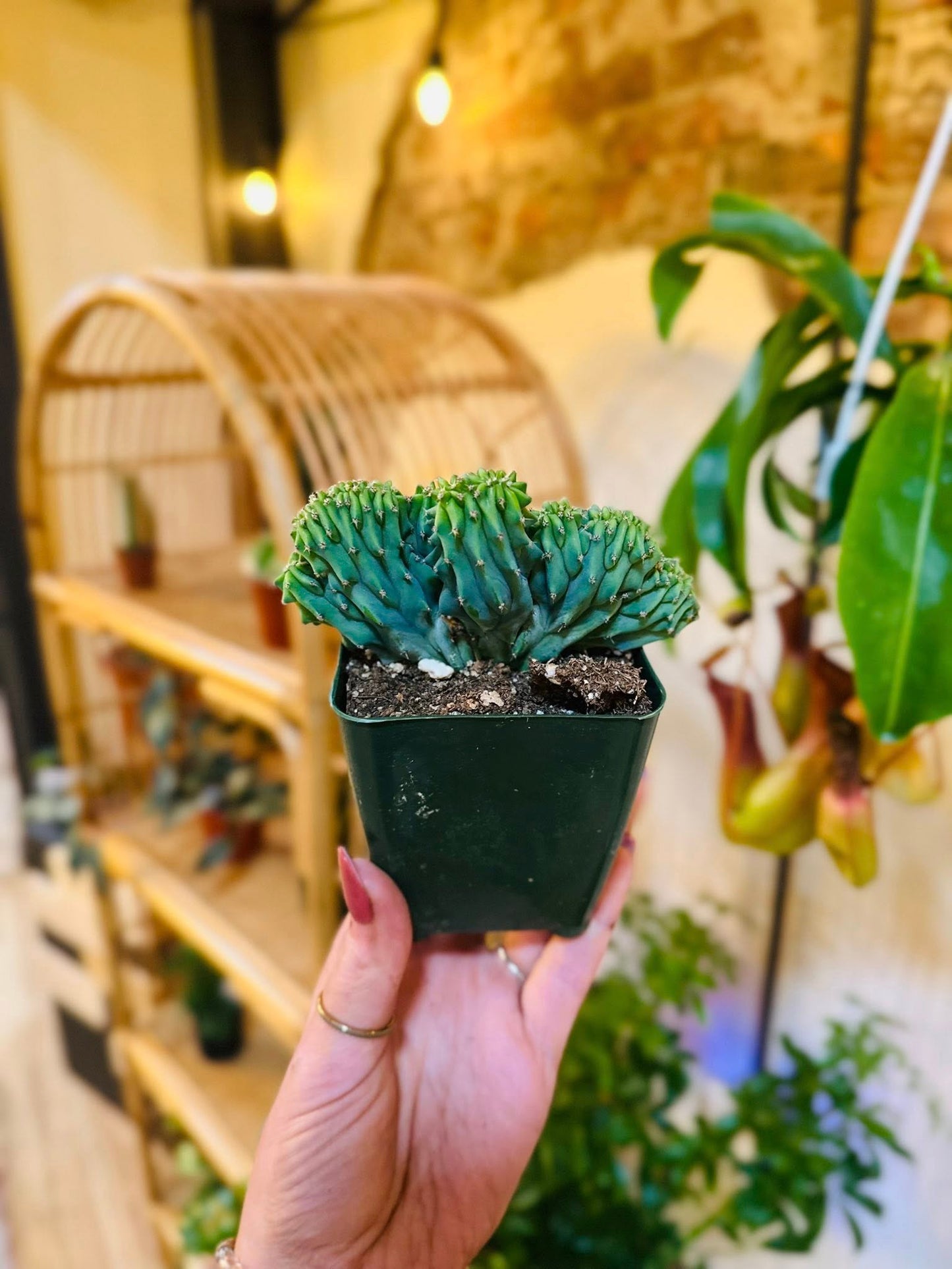 4" Myrtillocactus Geometrizans Crested