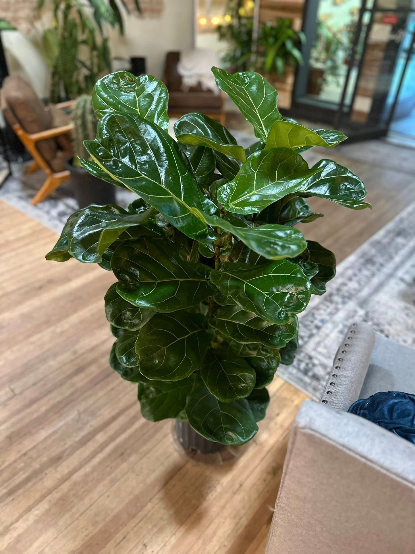 10" Ficus Lyrata
