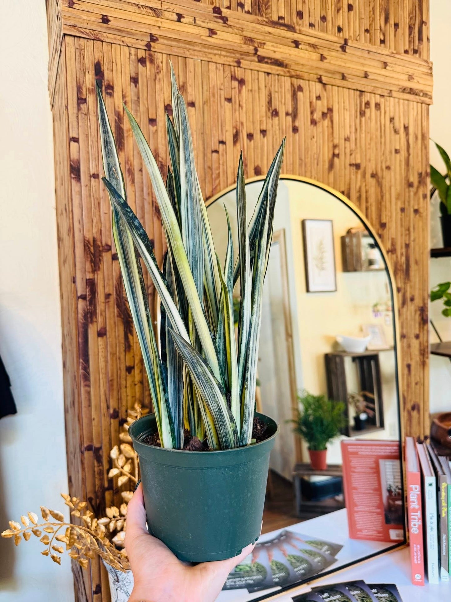 6" Bantel's Sensation Snake Plant