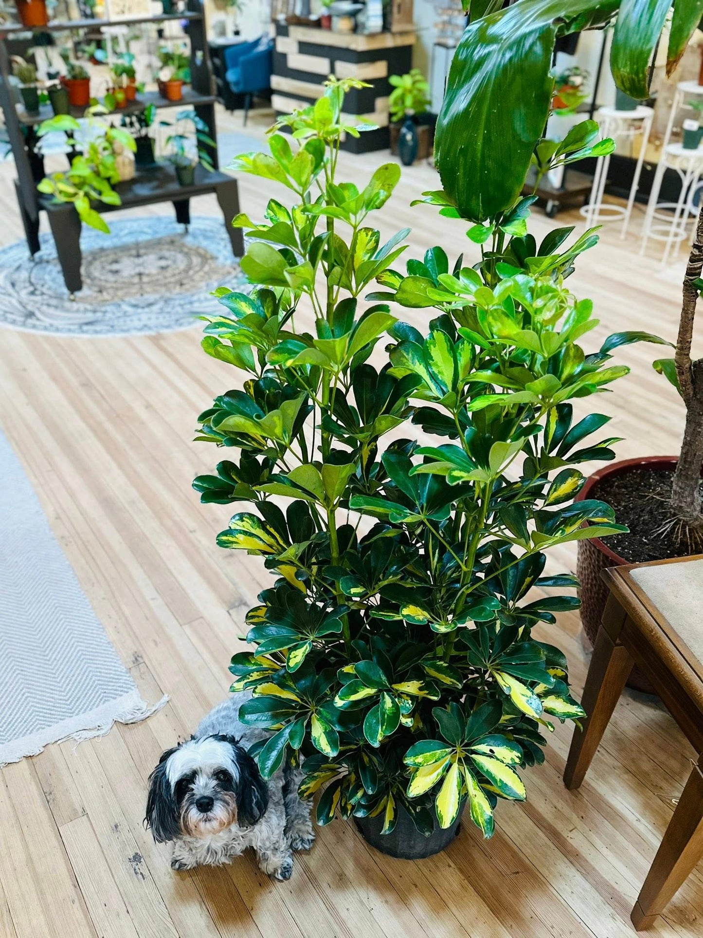 10" Schefflera Arboricola Variegated