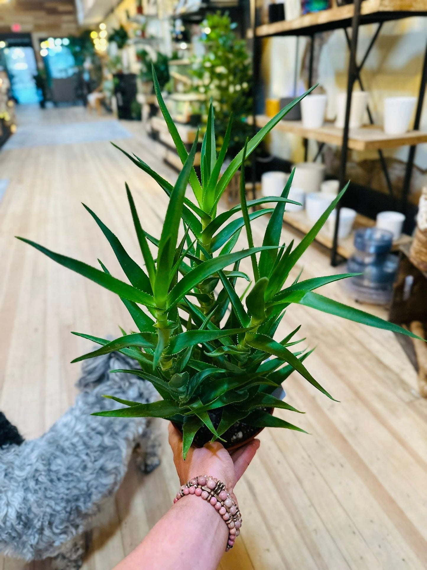 6" Aloe Ciliaris