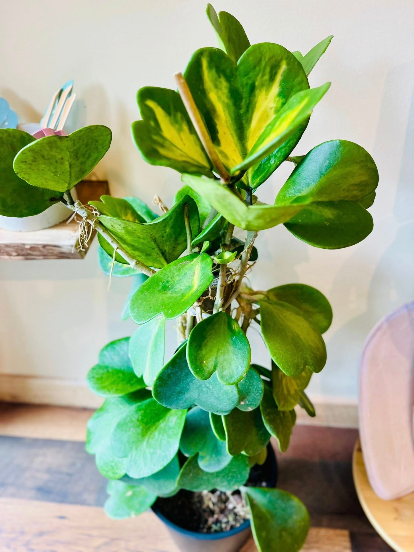 8" Hoya Kerrii Heart Variegated Totem