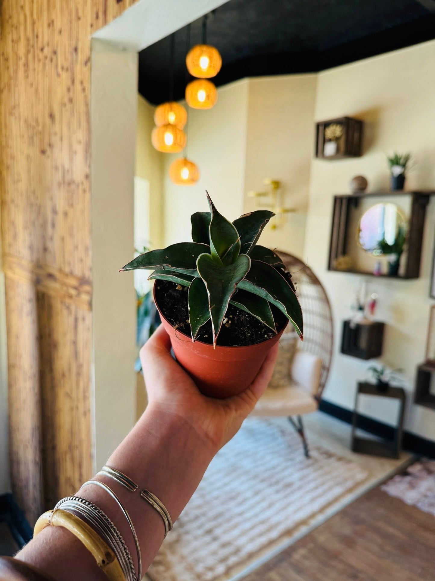 4" Blue Kew Snake Plant