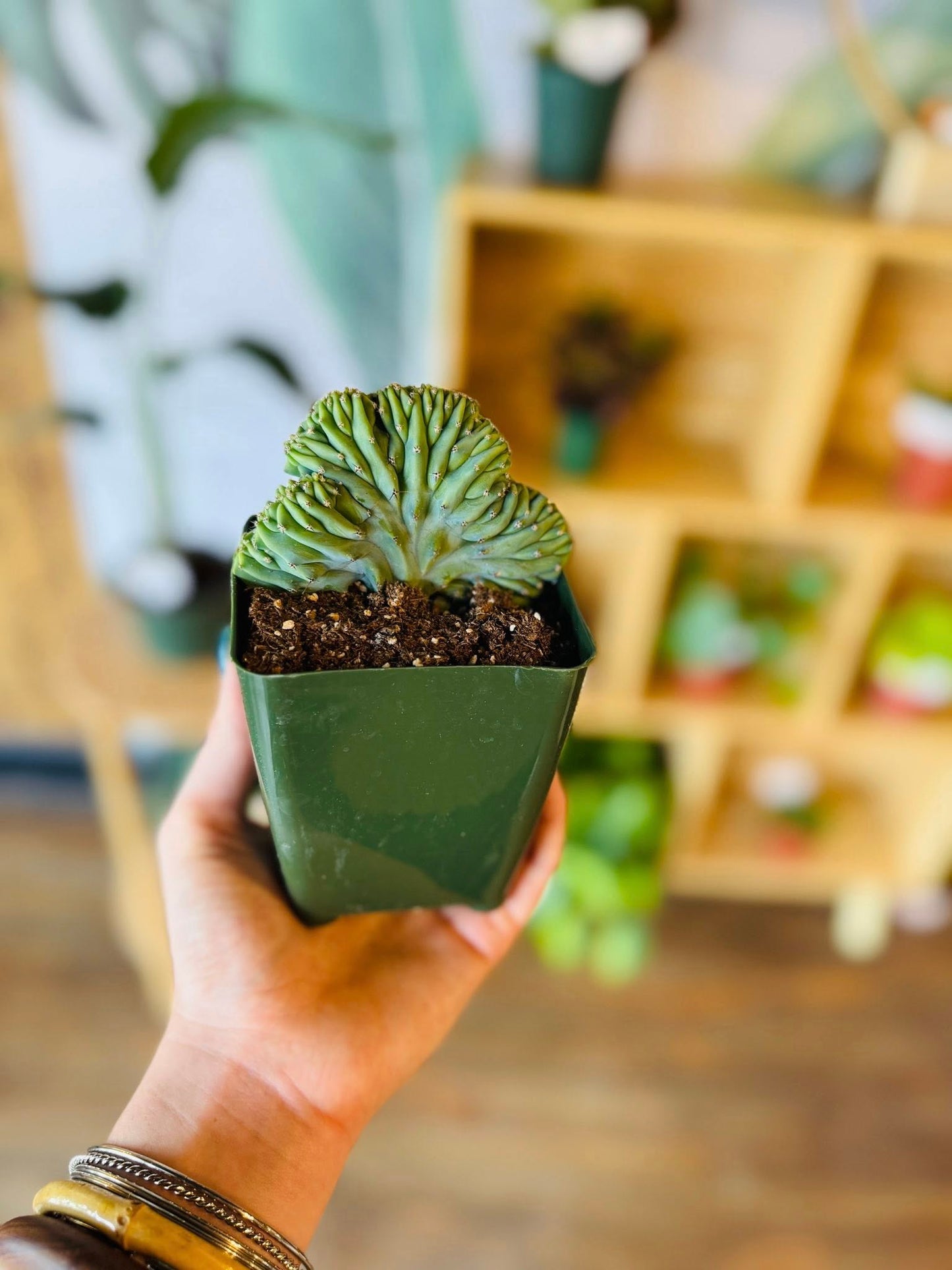 4" Myrtillocactus Geometrizans Crested