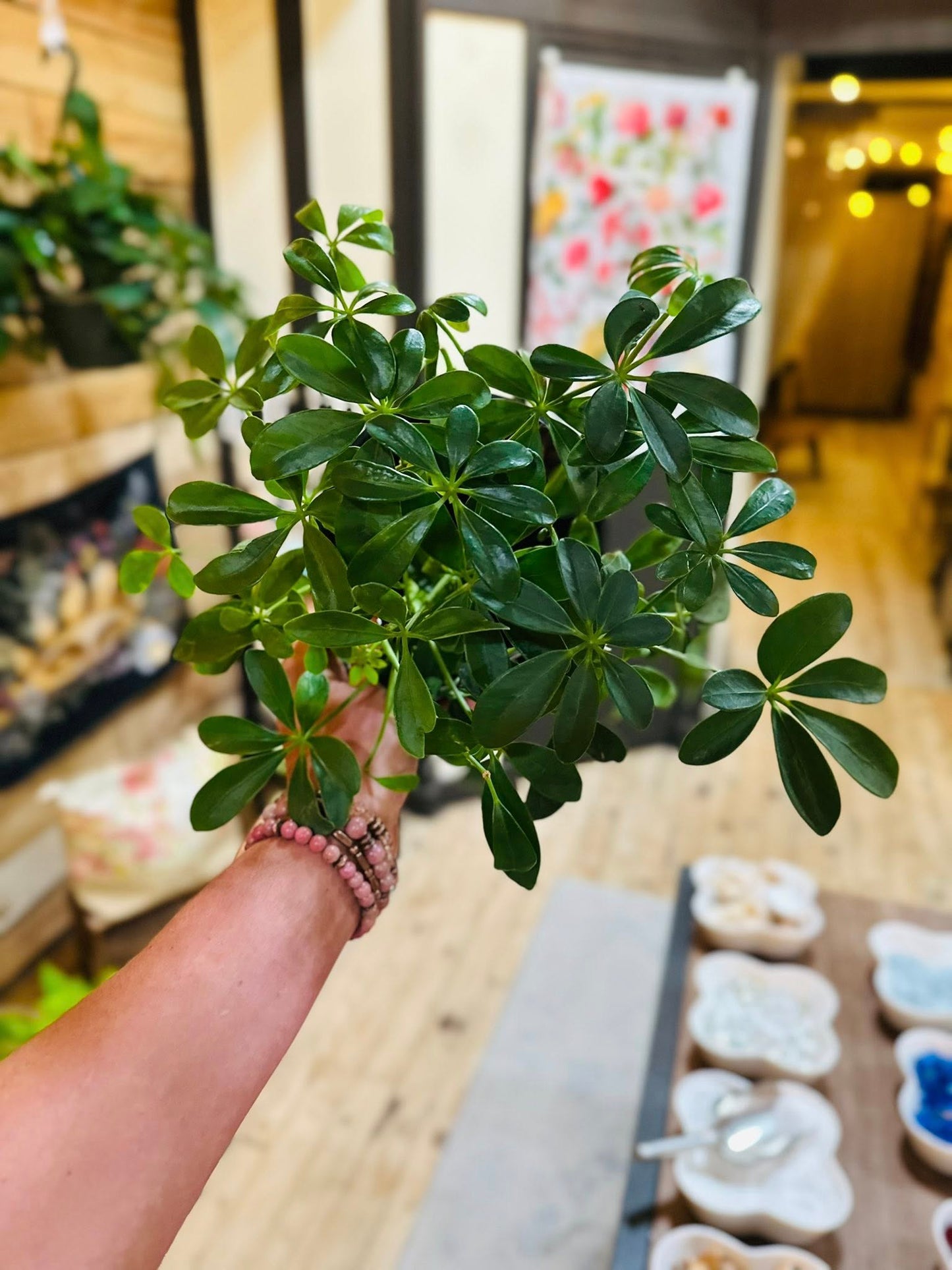 6" Schefflera Arboricola