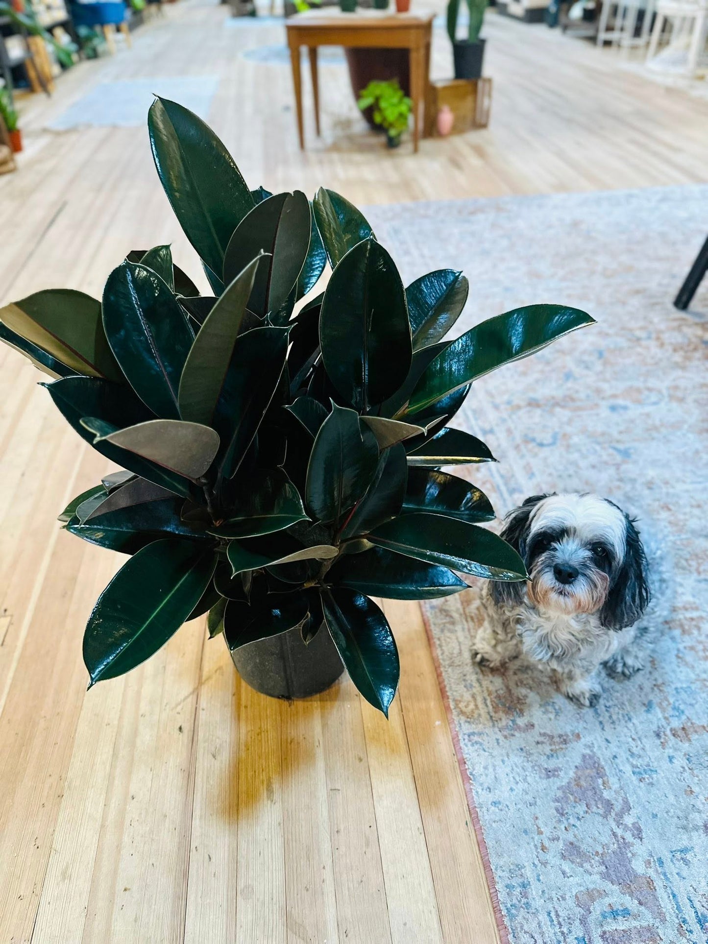 10" Ficus Burgundy