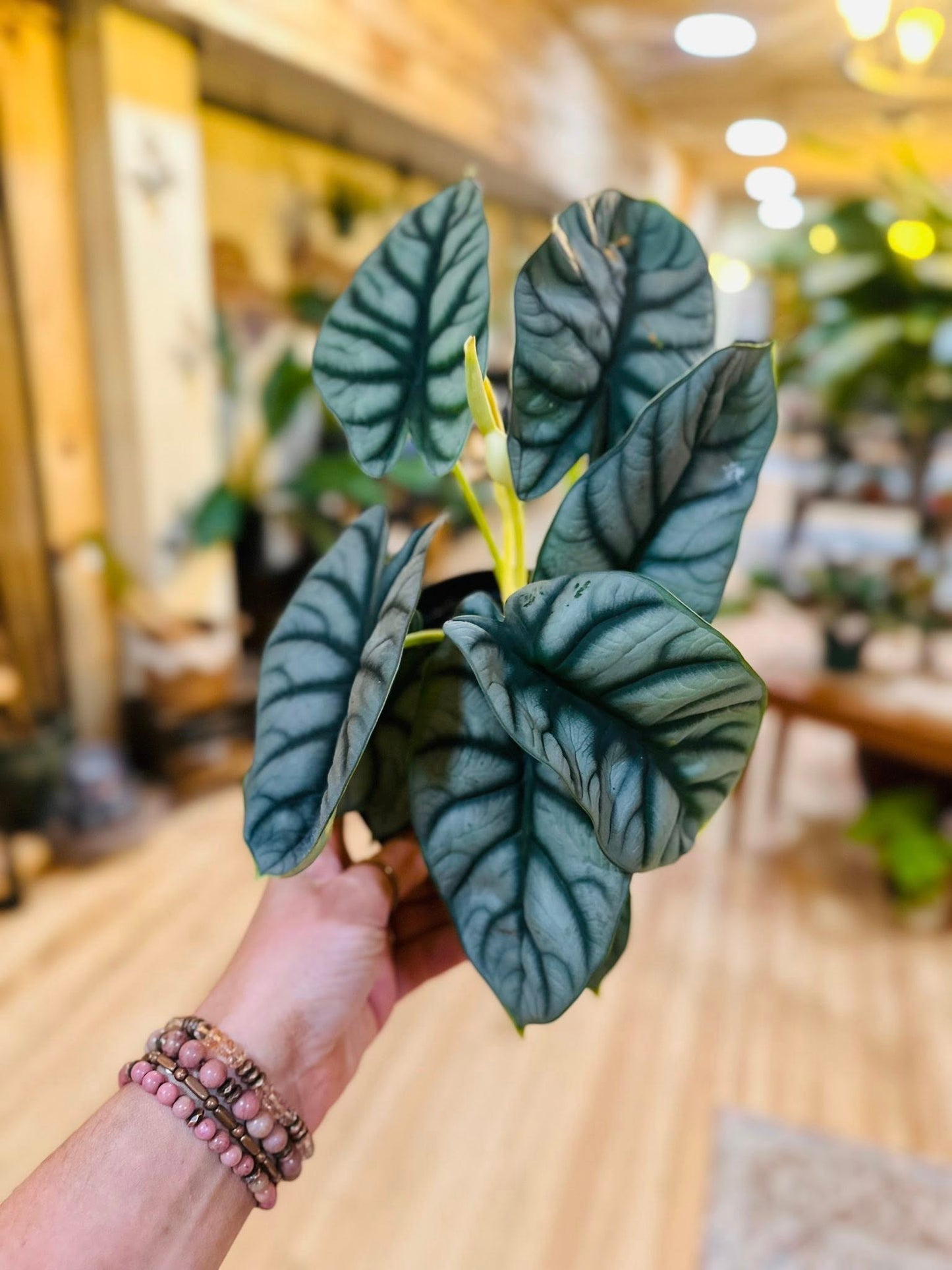 6" Alocasia Silver Dragon