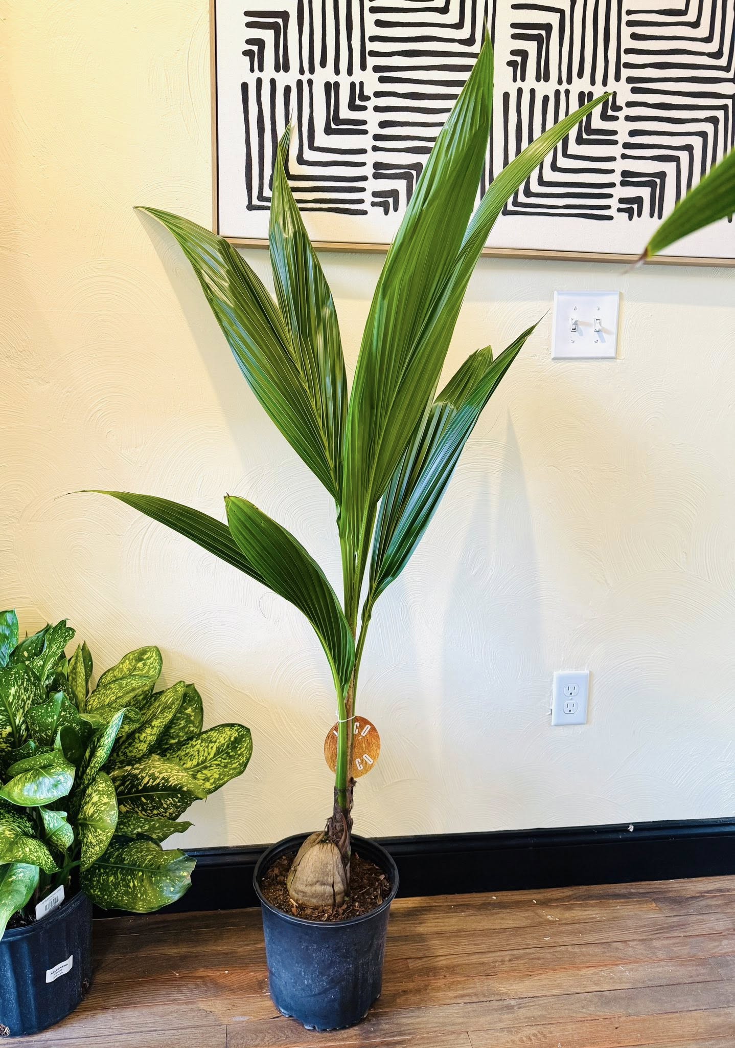 10" Coconut Palm