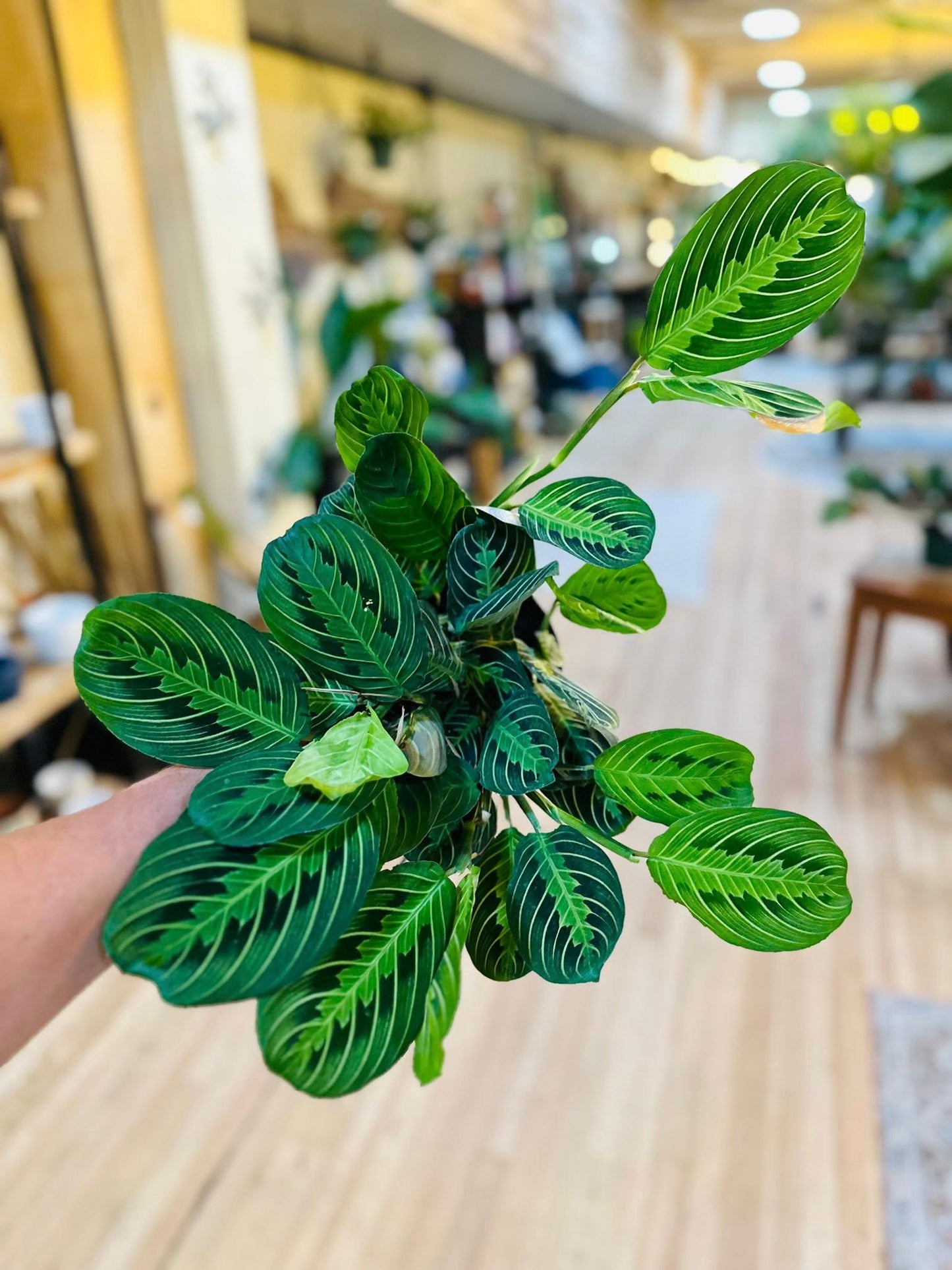 6" Maranta Lemon
