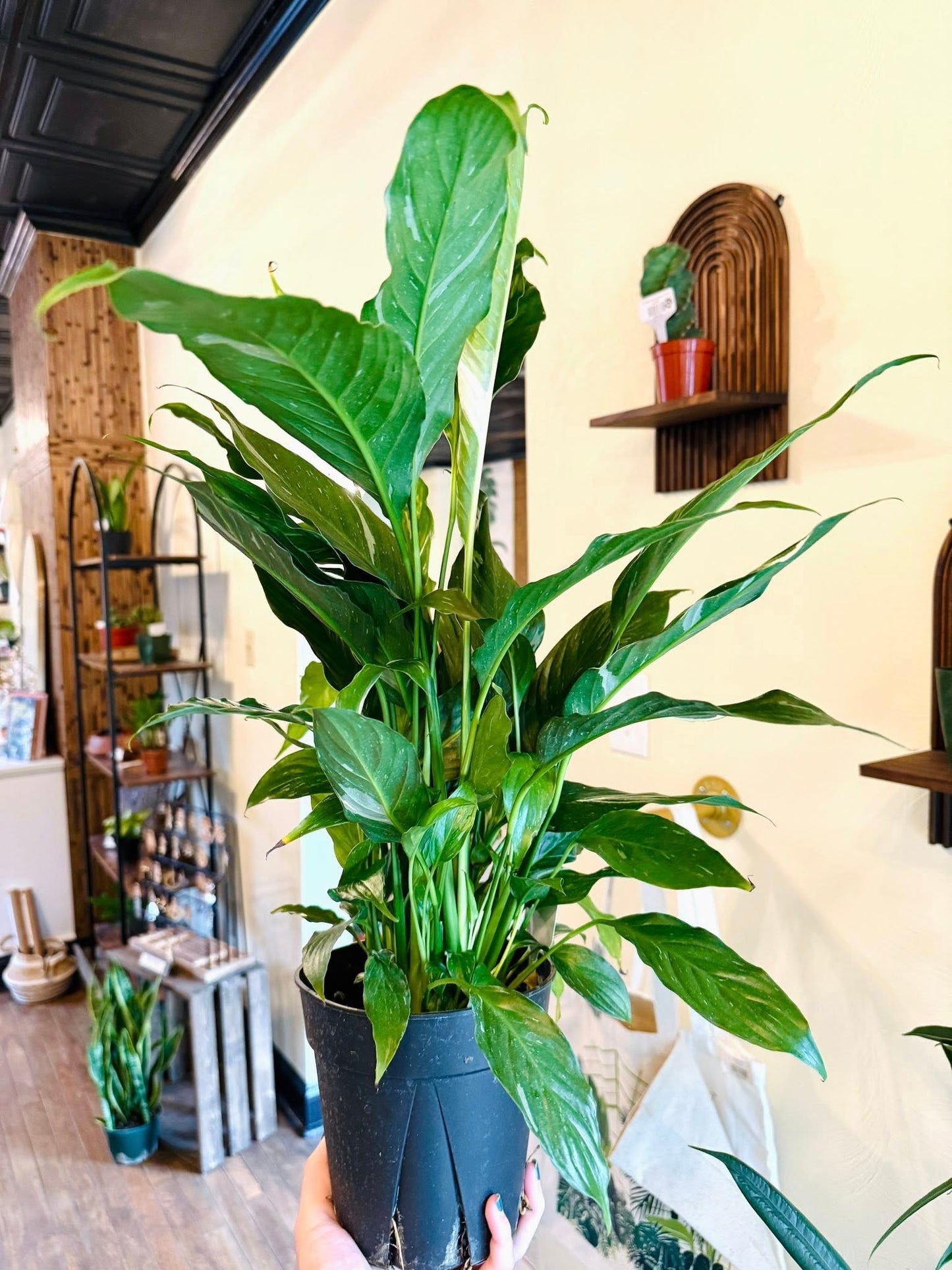 6" Peace Lily Domino