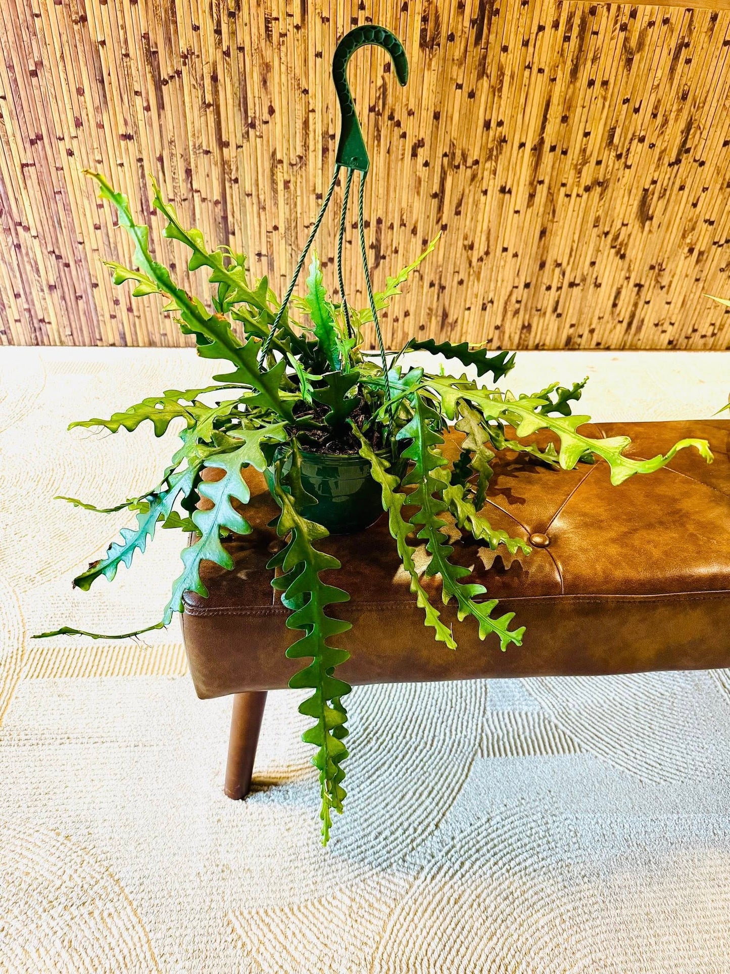 8" Ric Rac Cactus Basket