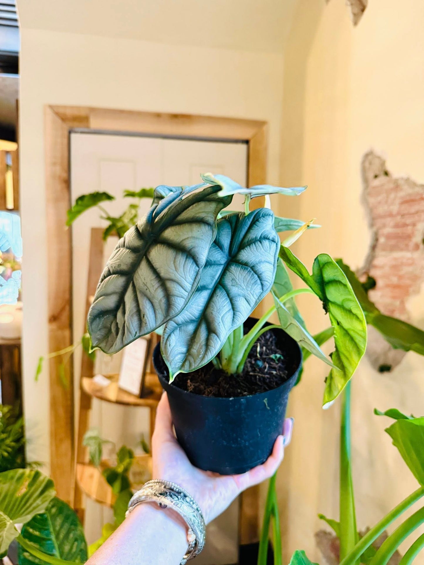 6" Alocasia Silver Dragon