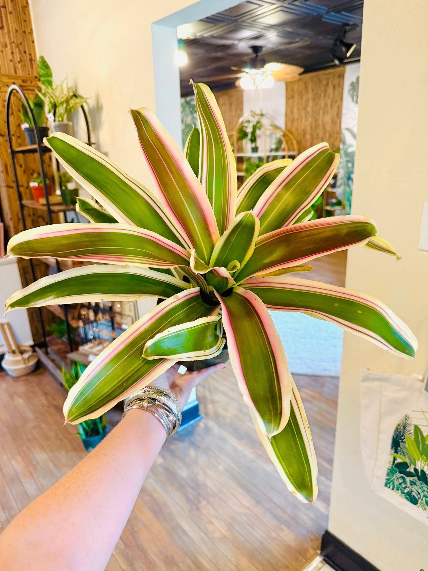 6" Bromeliad Neo