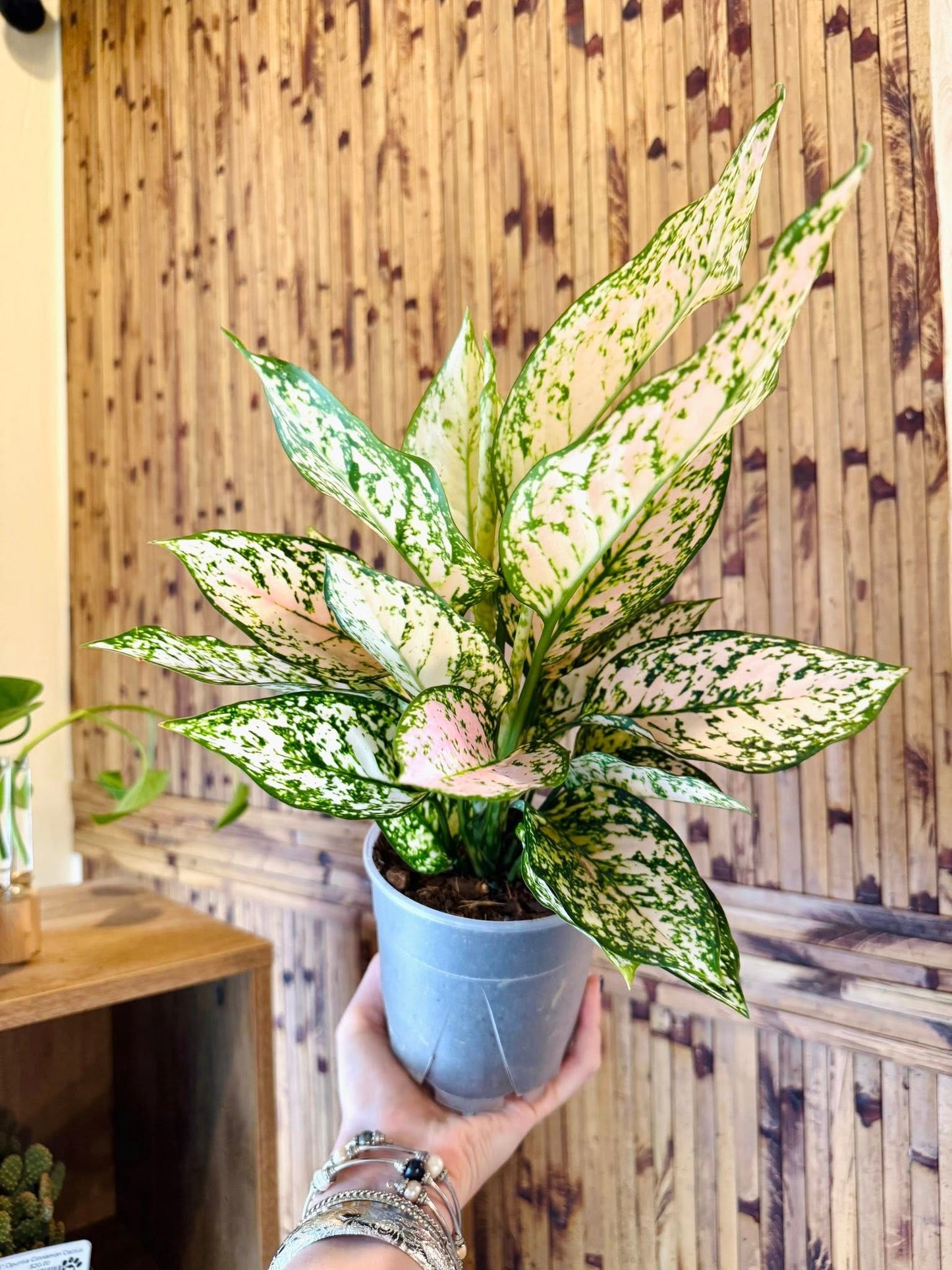 4" Aglaonema Pink Princess
