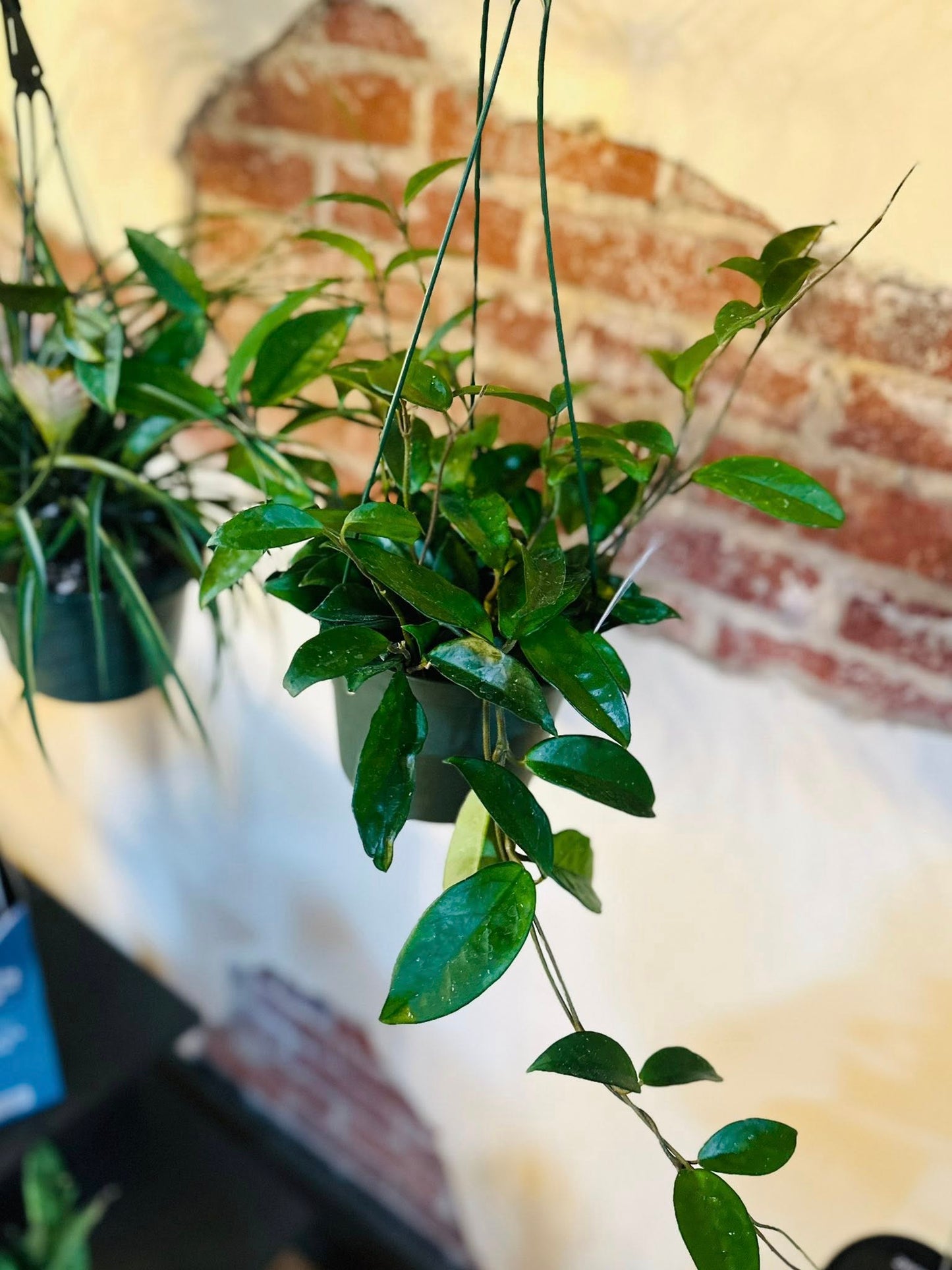 6" Hoya Pubicalyx Basket