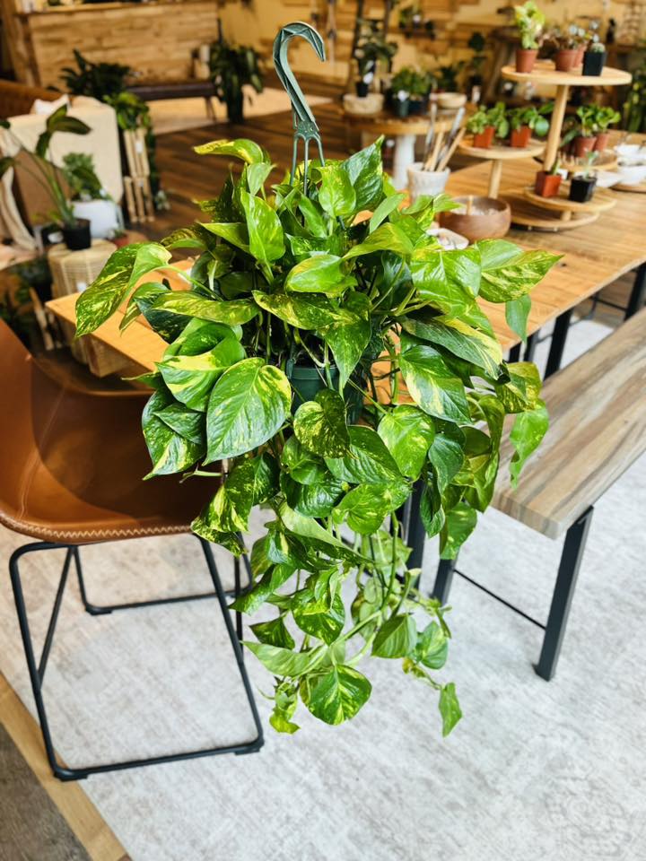 8" Golden Pothos Basket XL