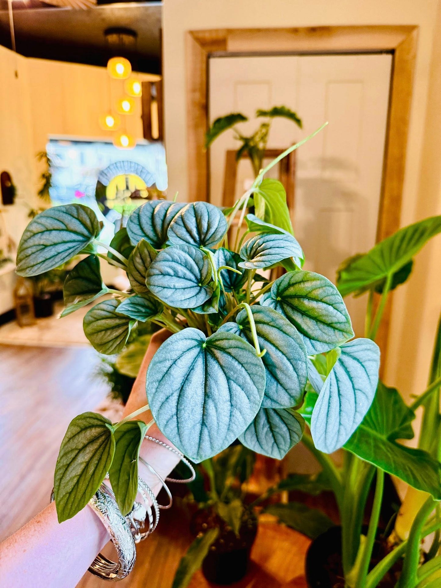 4" Peperomia Frost