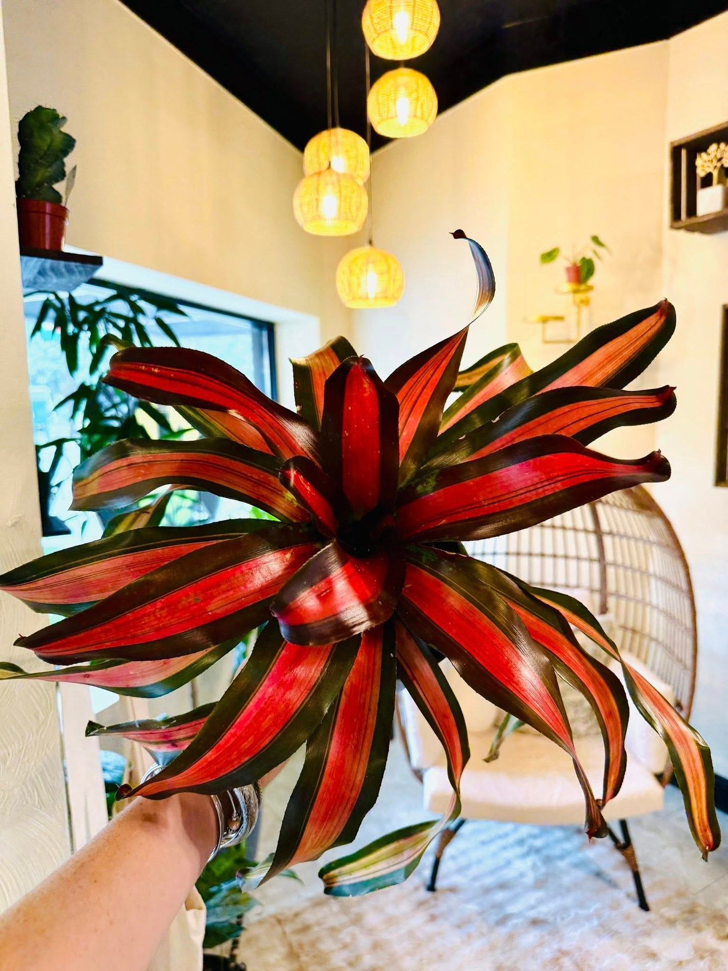 6" Bromeliad Neo