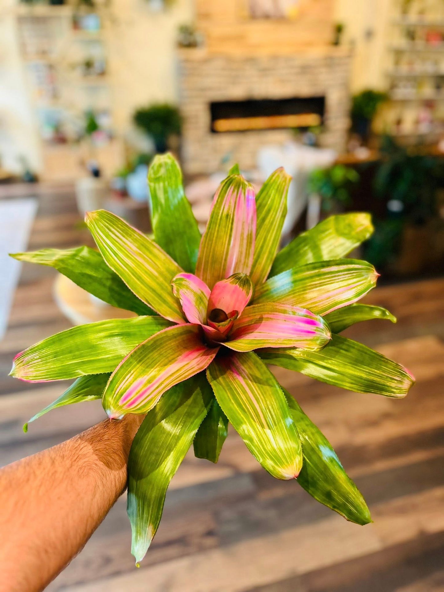 6" Bromeliad Neo