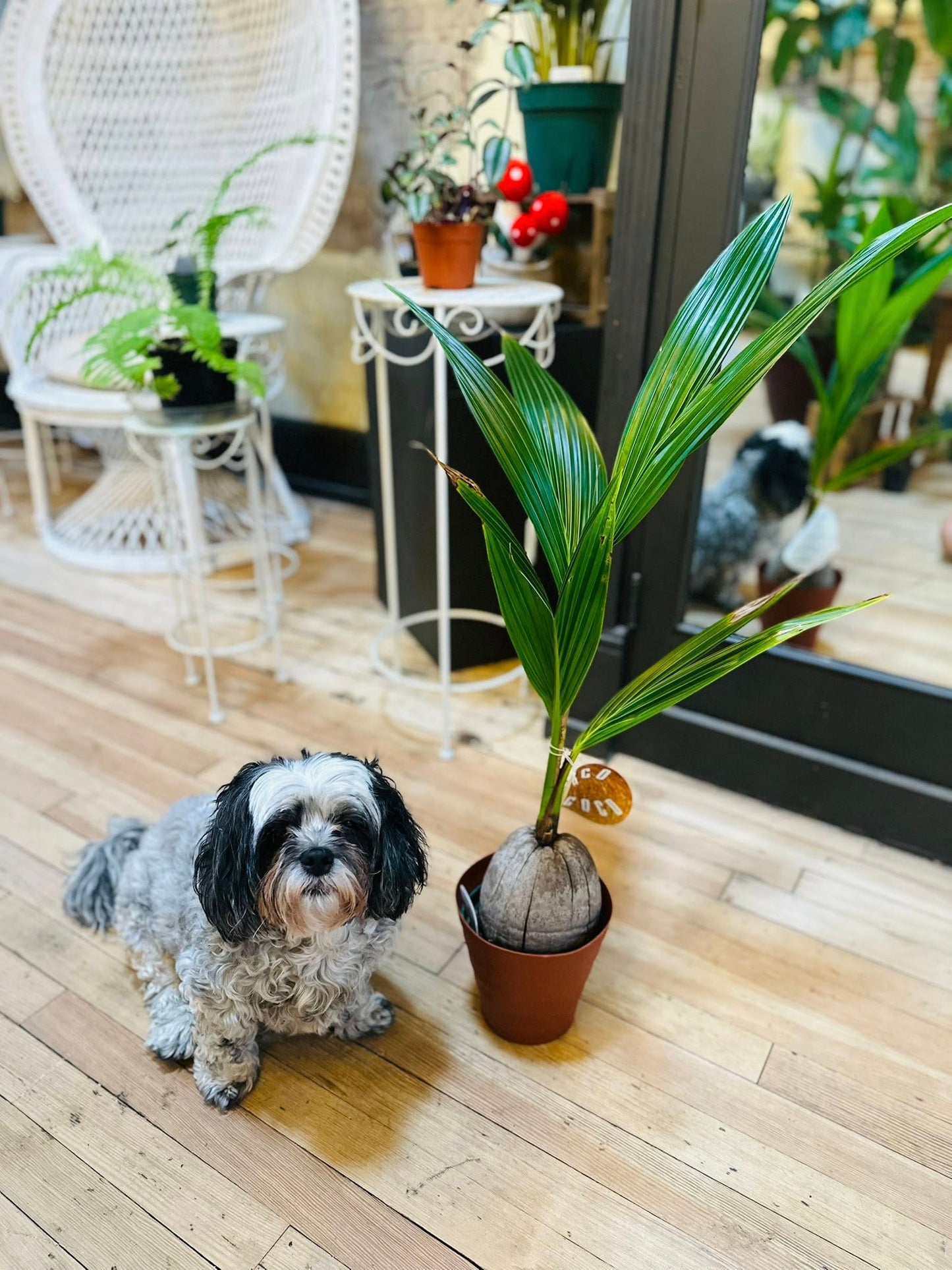 6" Coconut Palm