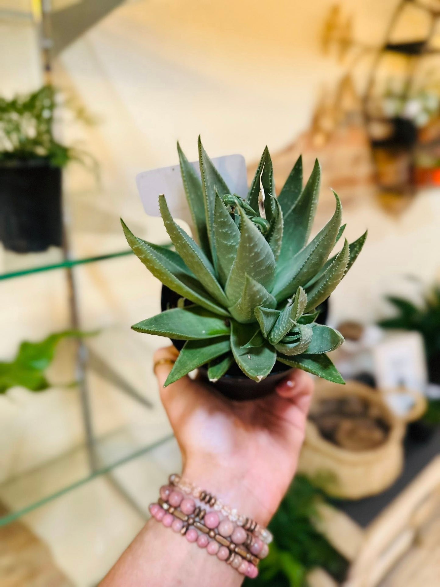 4" Haworthia Savanna