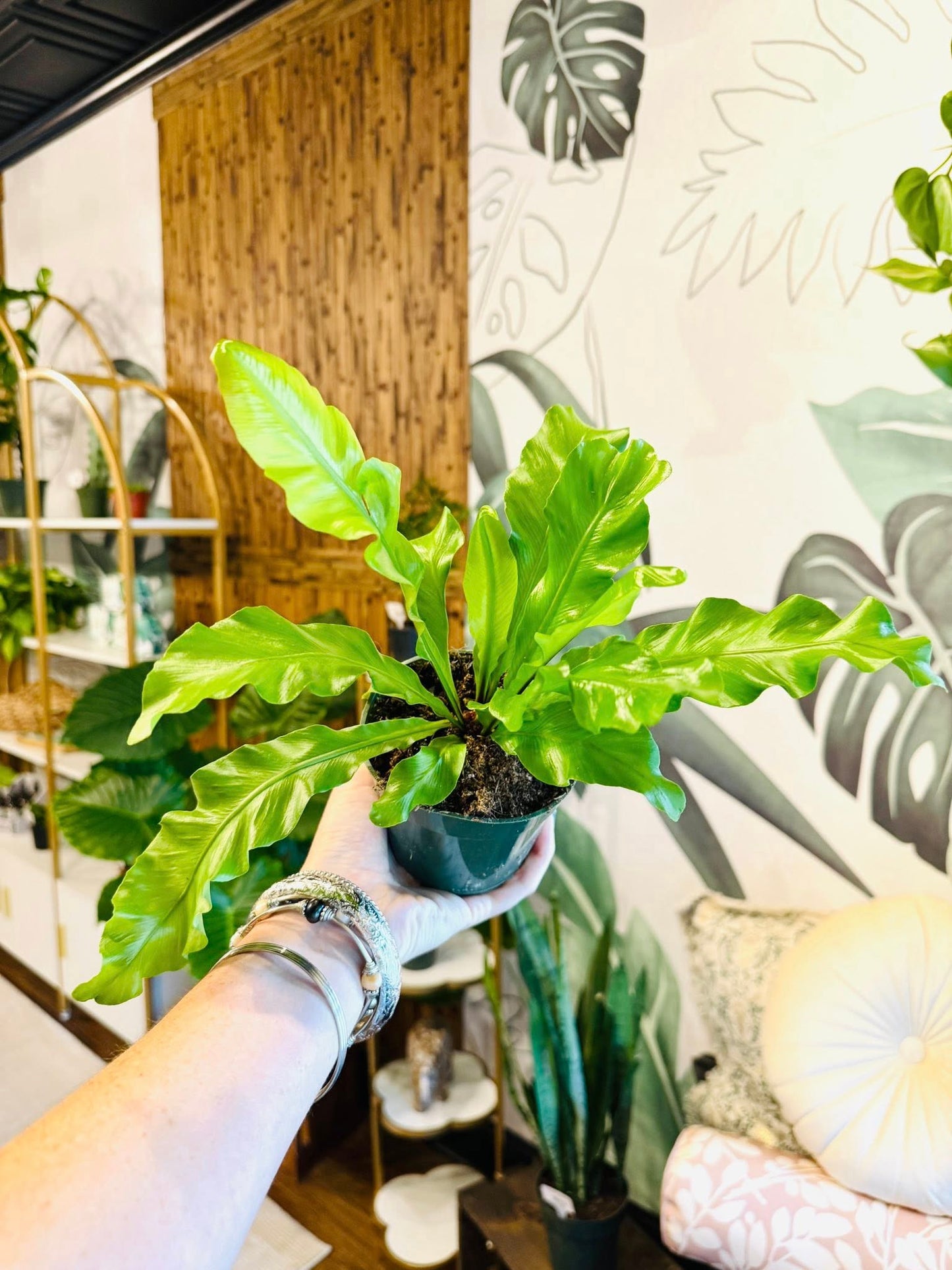 4" Avis Birdsnest Fern