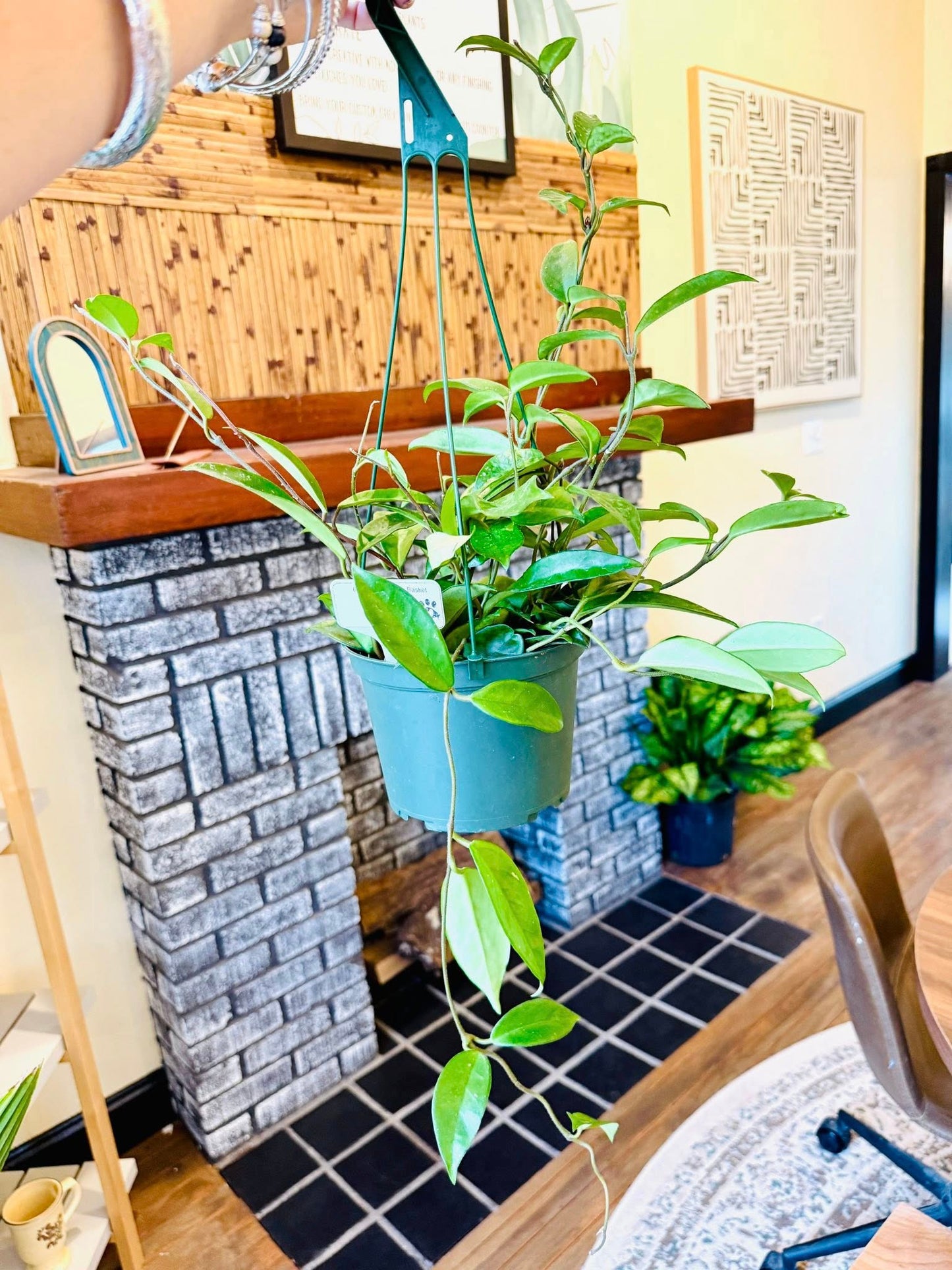 6" Hoya Pubicalyx Basket