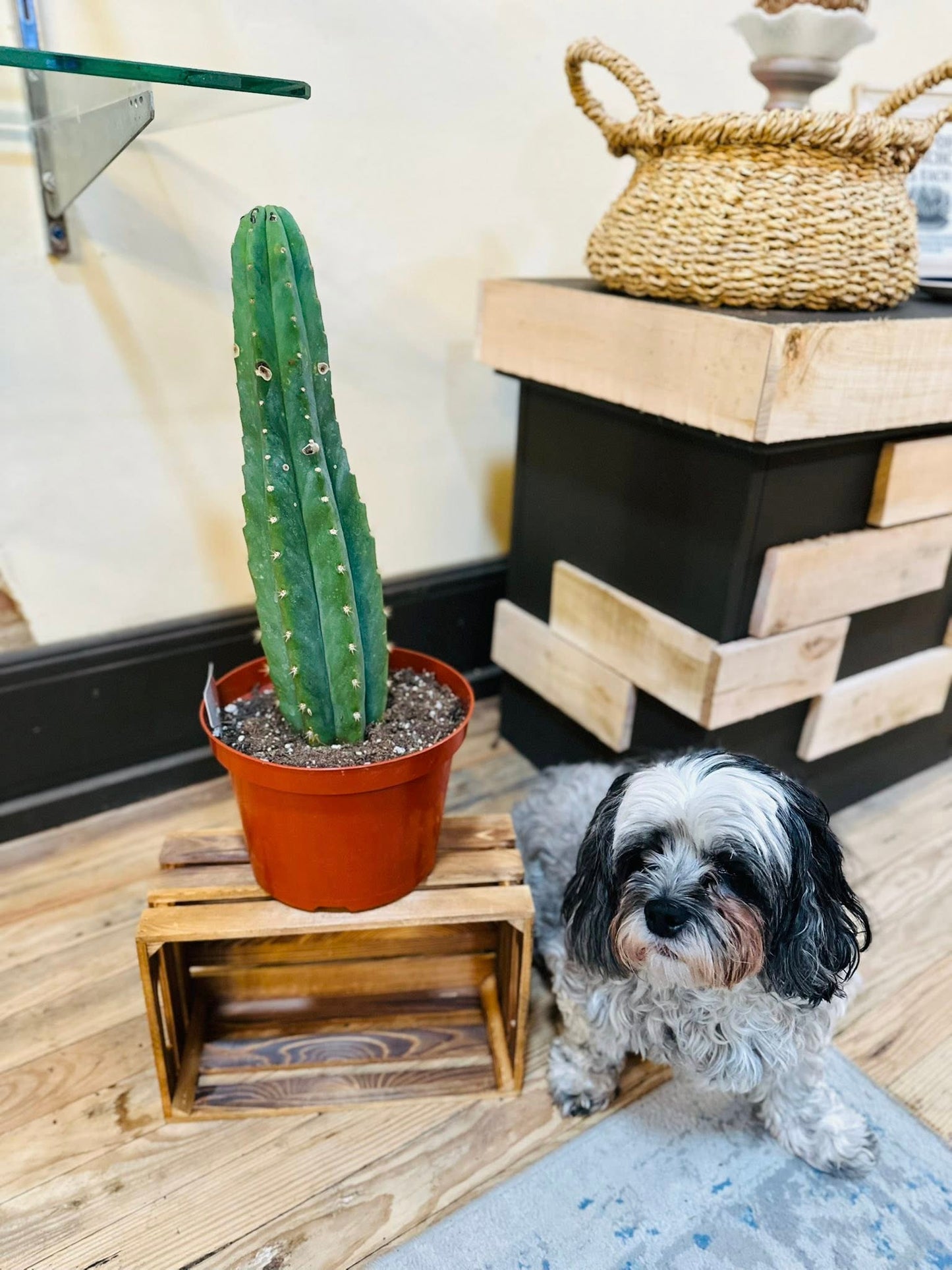 8" San Pedro Cactus