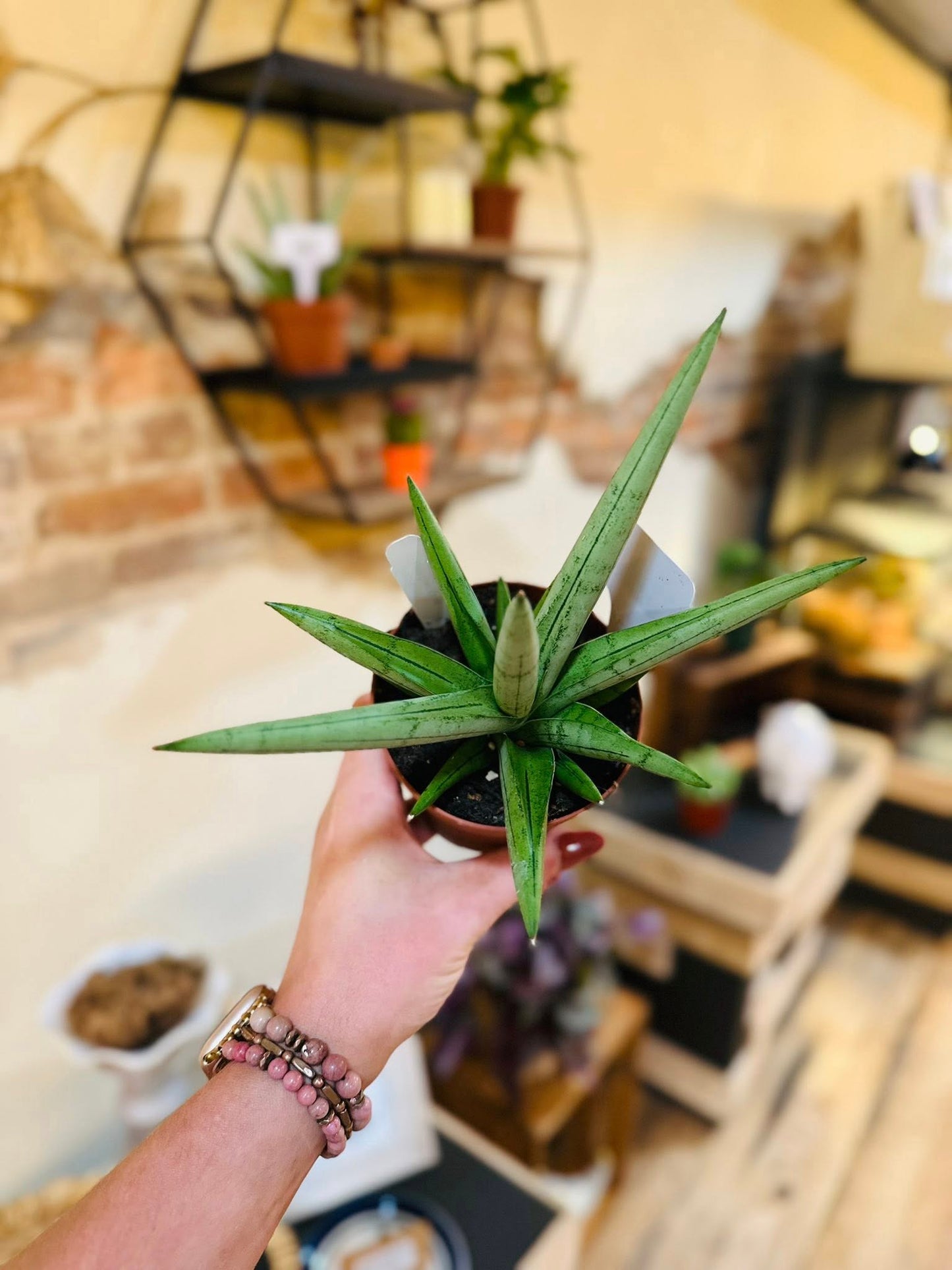 4" Silver Crown Snake Plant