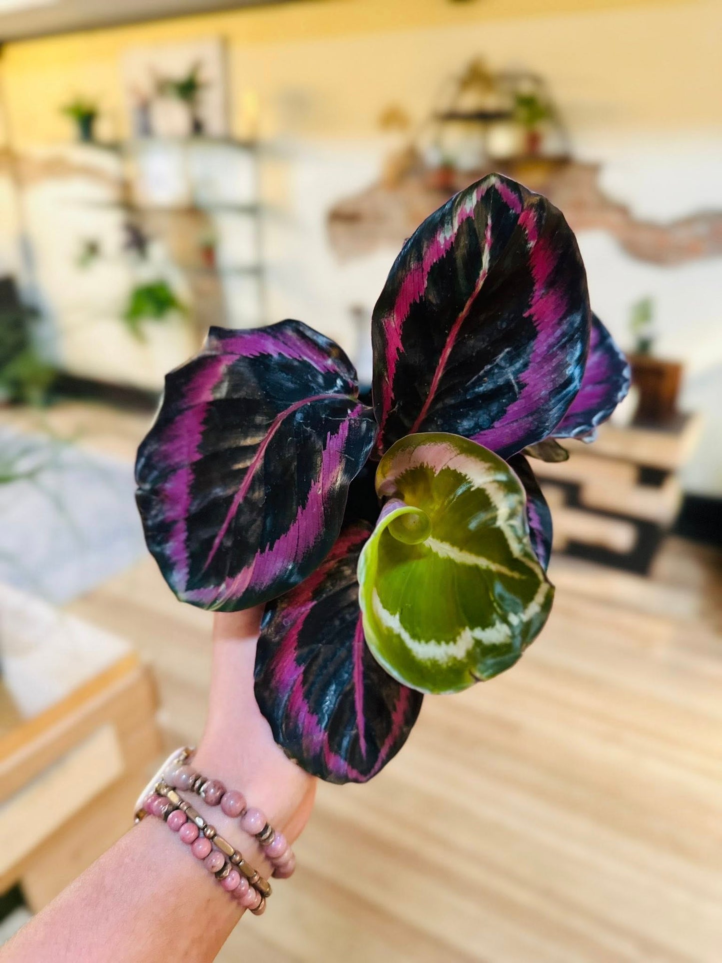 4" Calathea Princess Jessie