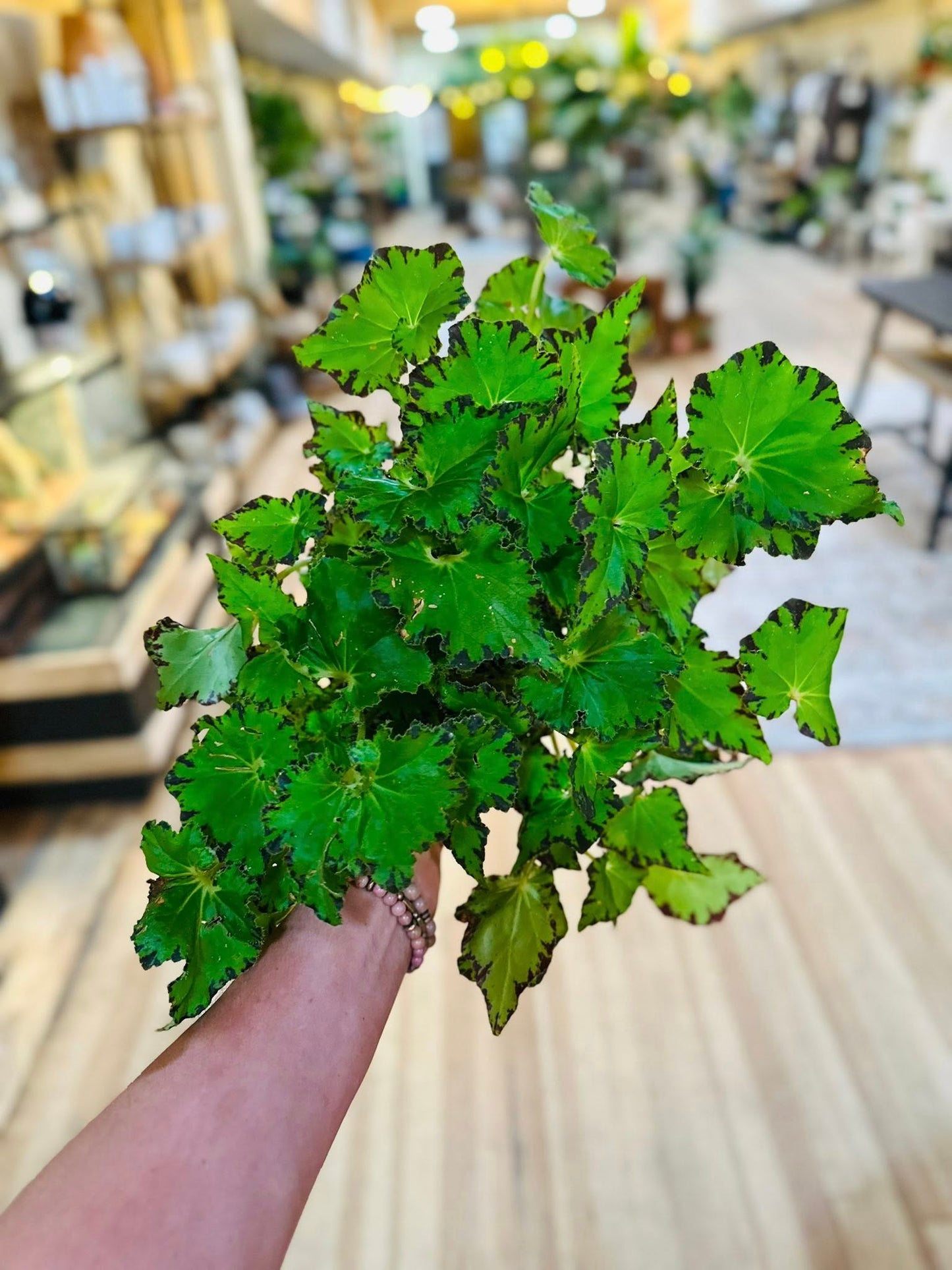 6" Begonia Jive