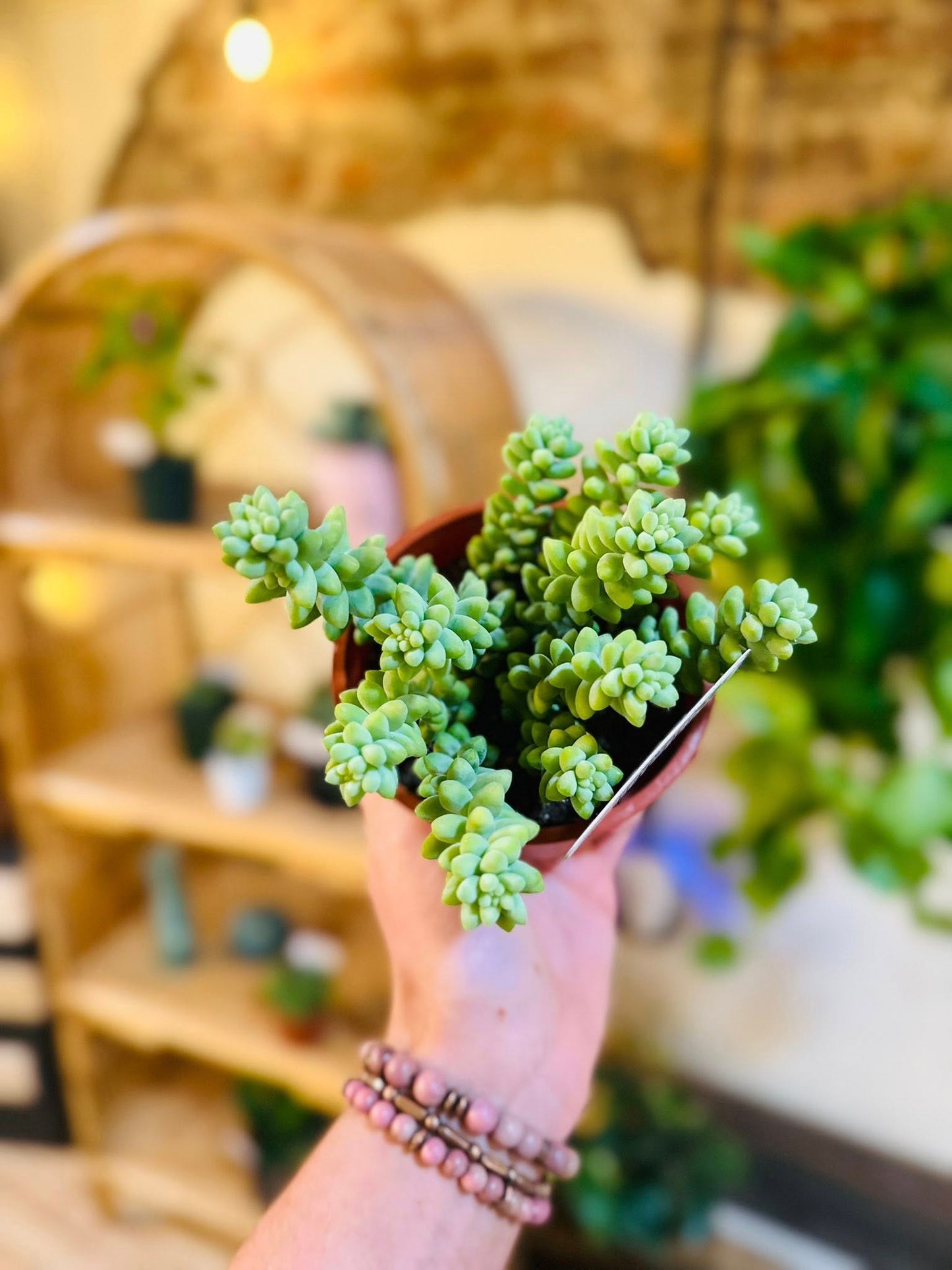 4" Burro Tail