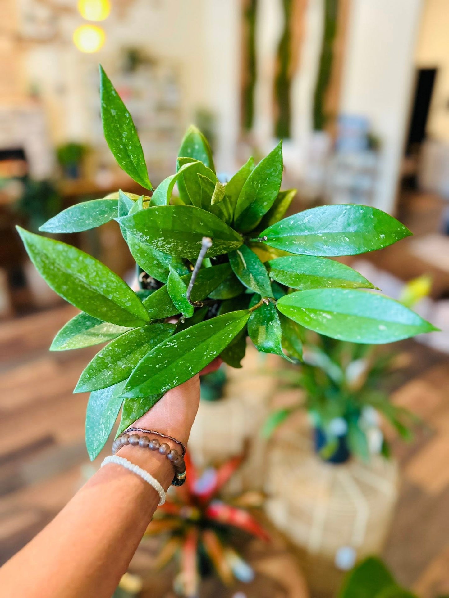 6" Hoya Publicalyx