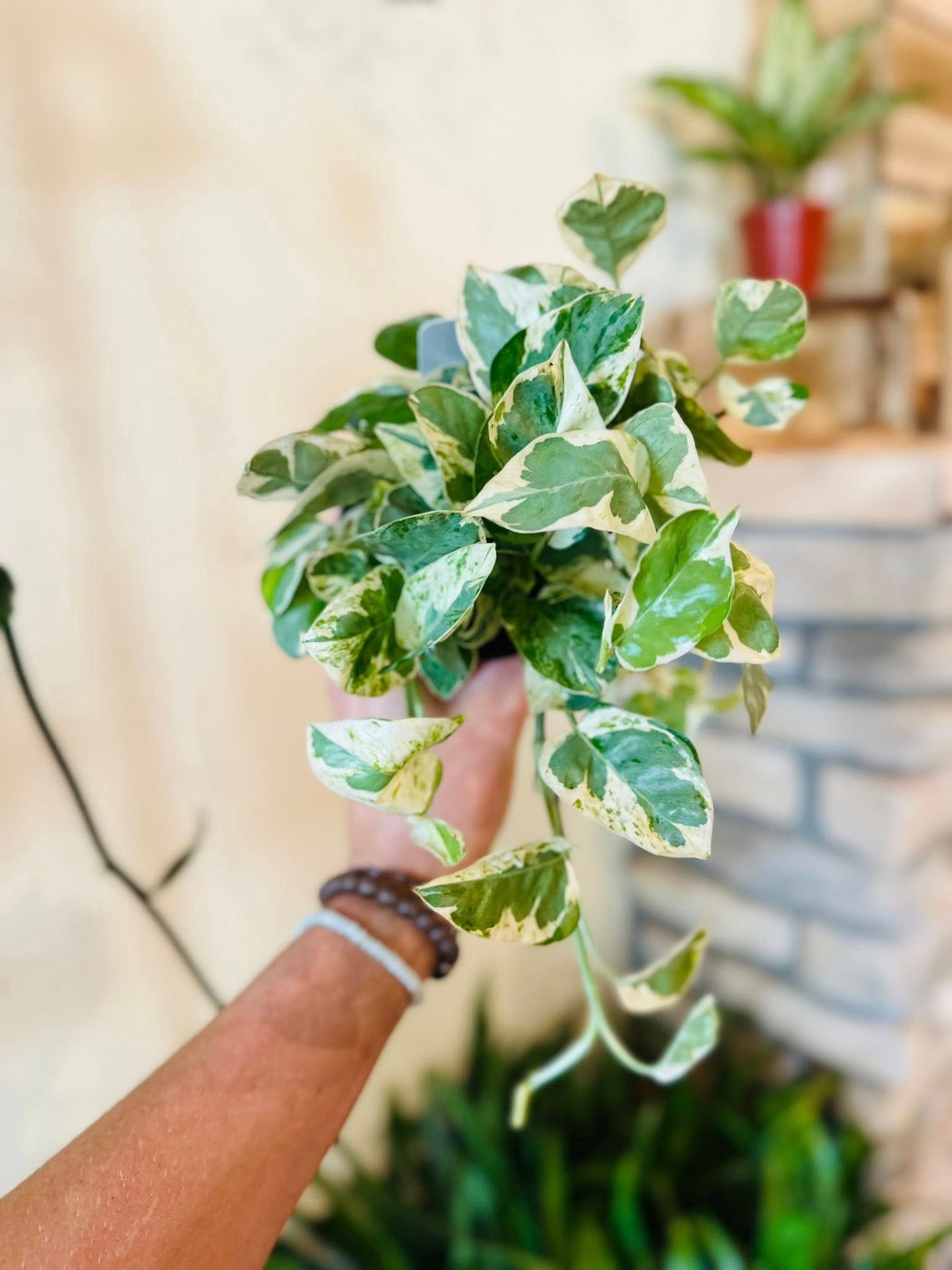 4" Pothos N'Joy