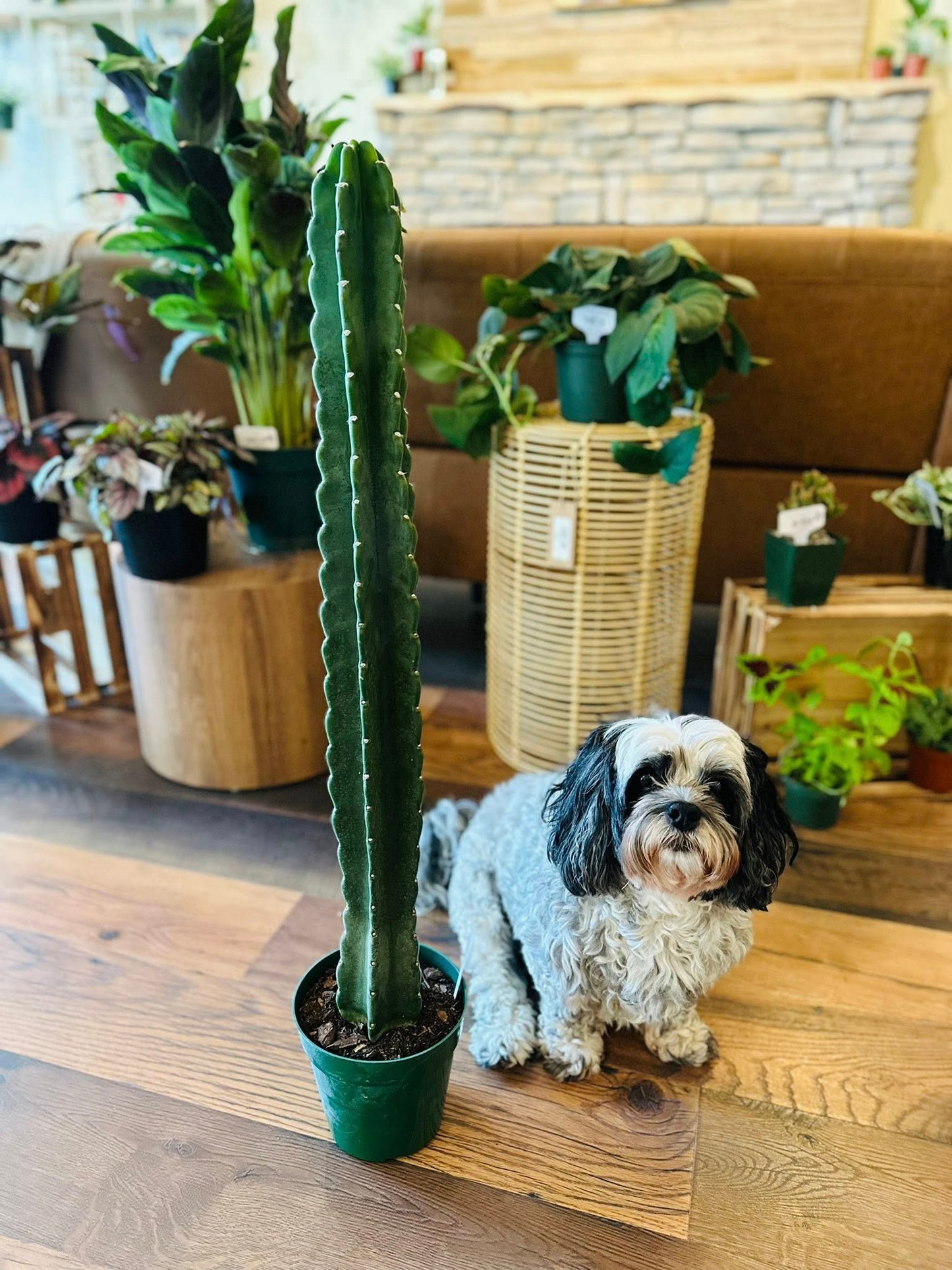 6" Cereus Jamacaru Cactus