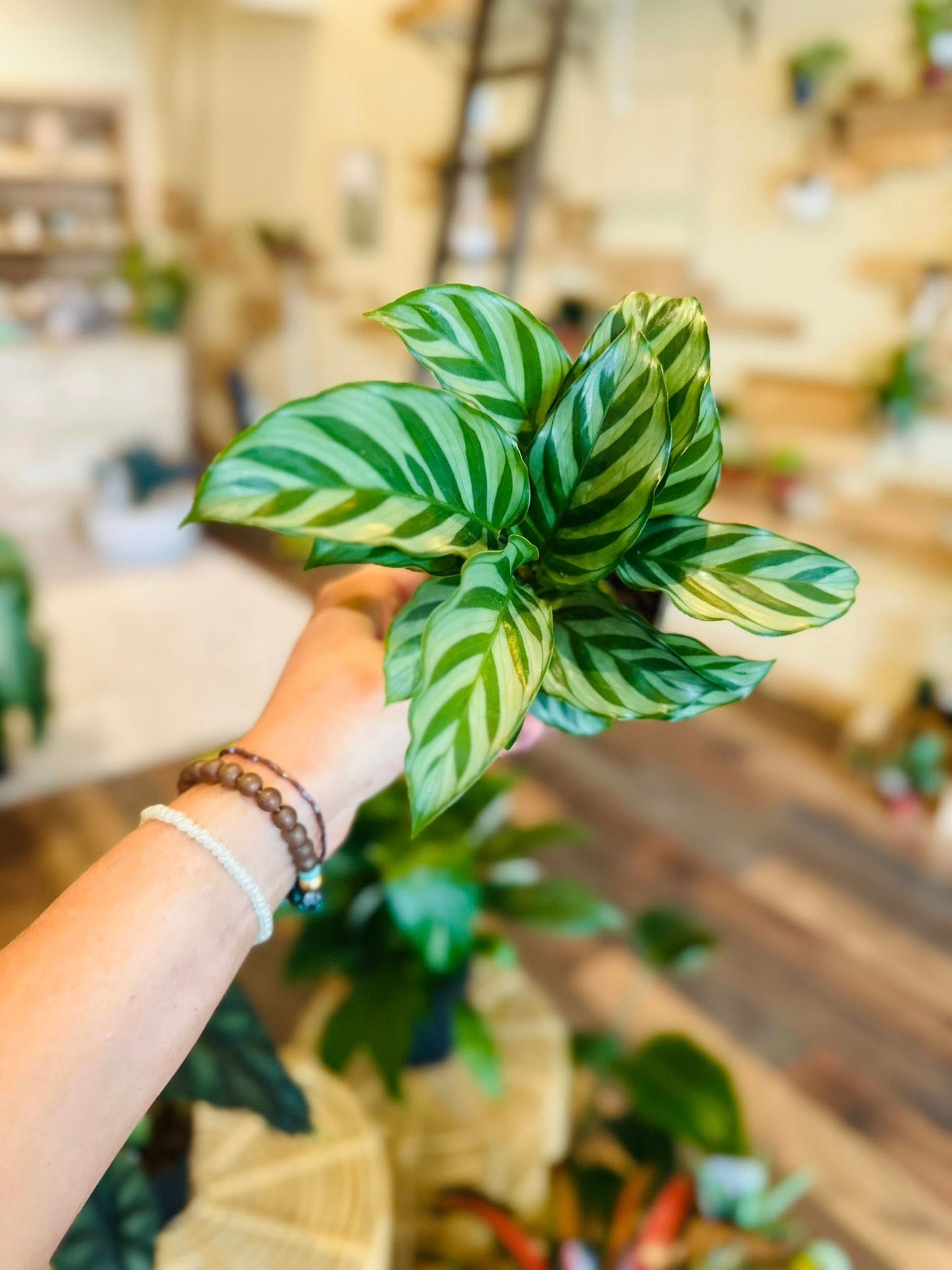 4" Calathea Freddie